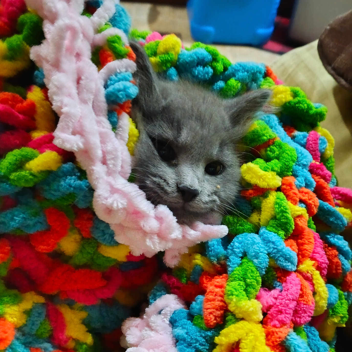 Fiona joined the competition — help win amazing prizes! kitten, cat, gray_fur, animal, pet, face, eyes, whiskers, ears, nose, fluffy, colorful, yarn, blanket, plush, cozy, indoors, portrait, close_up, cute