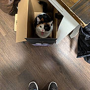 Charlotte is registered to the contest to win money with this photo: animal, box, calico_cat, cardboard_box, casual_shoes, cat, clothing, cute, domestic_animal, flooring, funny_face, fur_pattern, home, indoor, jeans, looking_up, pet, playful, tongue_out, wooden_floor