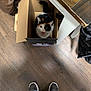animal, box, calico_cat, cardboard_box, casual_shoes, cat, clothing, cute, domestic_animal, flooring, funny_face, fur_pattern, home, indoor, jeans, looking_up, pet, playful, tongue_out, wooden_floor