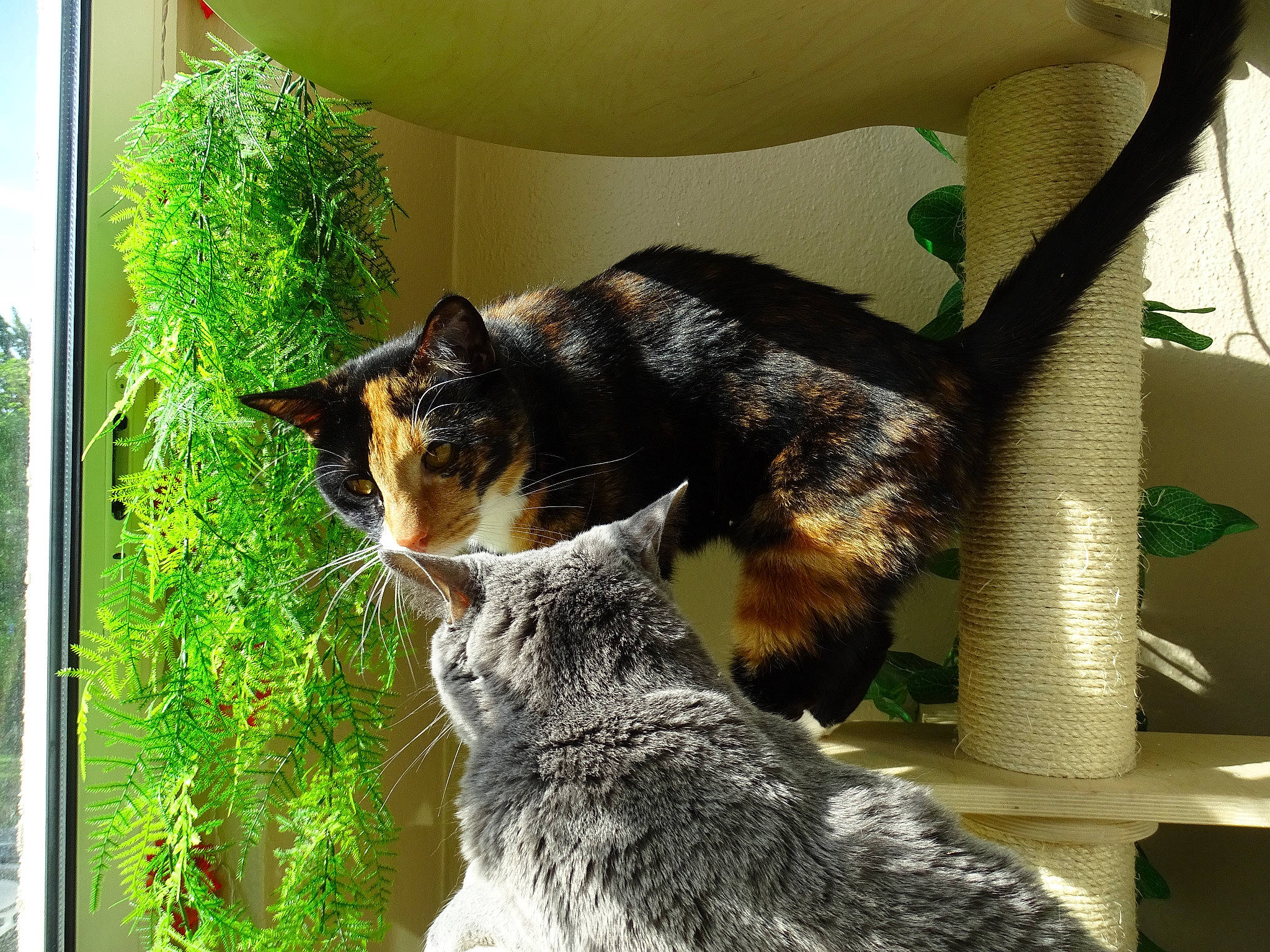 Oxana participe au concours pour gagner de l'argent avec cette photo : australian_cattle_dog, canidae, carnivore, cat, dog, dog_breed, felidae, mammal, plant, small_to_medium_sized_cats, sporting_group, tail, vertebrate, whiskers, window