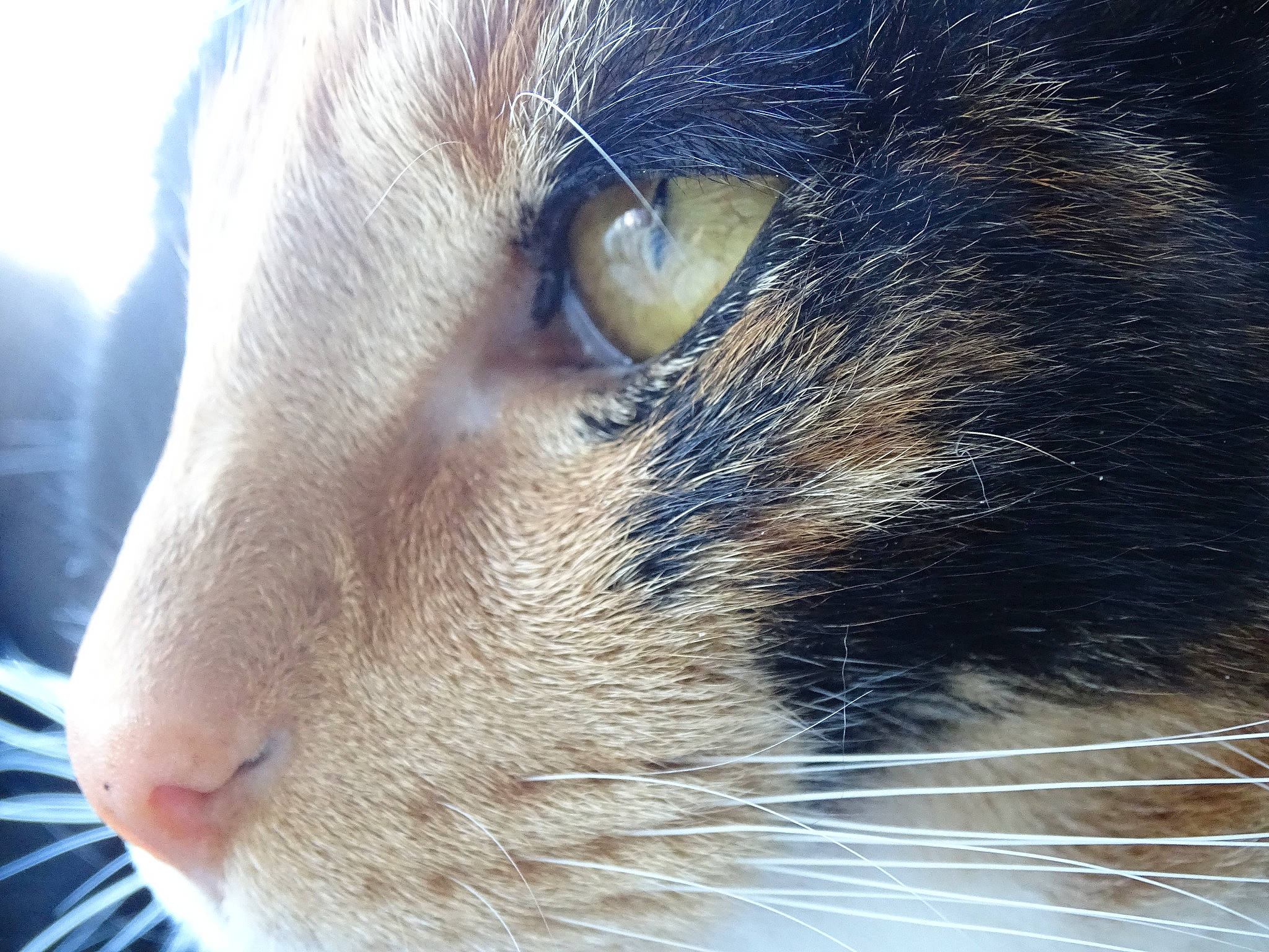 Oxana participe au concours pour gagner de l'argent avec cette photo : carnivore, cat, close_up, eye, felidae, fur, head, nose, organ, small_to_medium_sized_cats, snout, whiskers