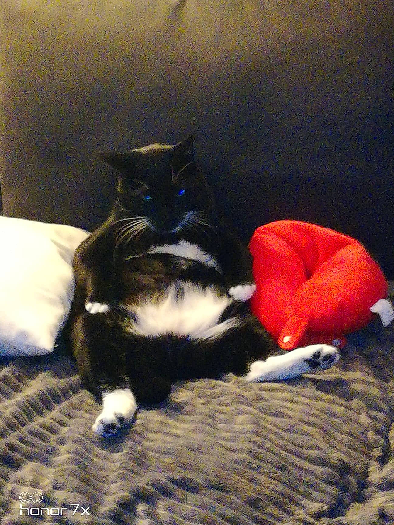 Ti-moon a rejoint le concours — aidez-le/la à gagner de superbes lots ! black_cat, carnivore, cat, felidae, fur, kitten, nap, polydactyl_cat, small_to_medium_sized_cats, tail, whiskers