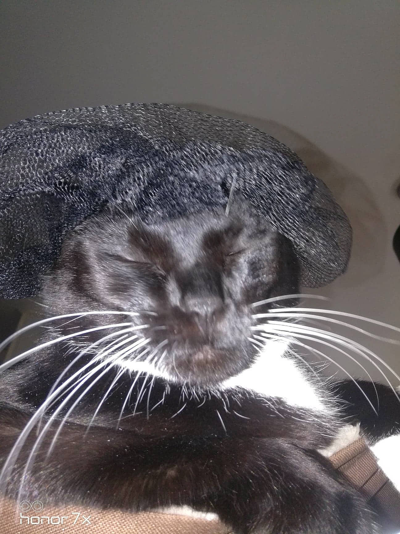 Ti-moon participe au concours pour gagner de l'argent avec cette photo : black_and_white, carnivore, cat, close_up, felidae, fur, nose, organism, small_to_medium_sized_cats, snout, whiskers