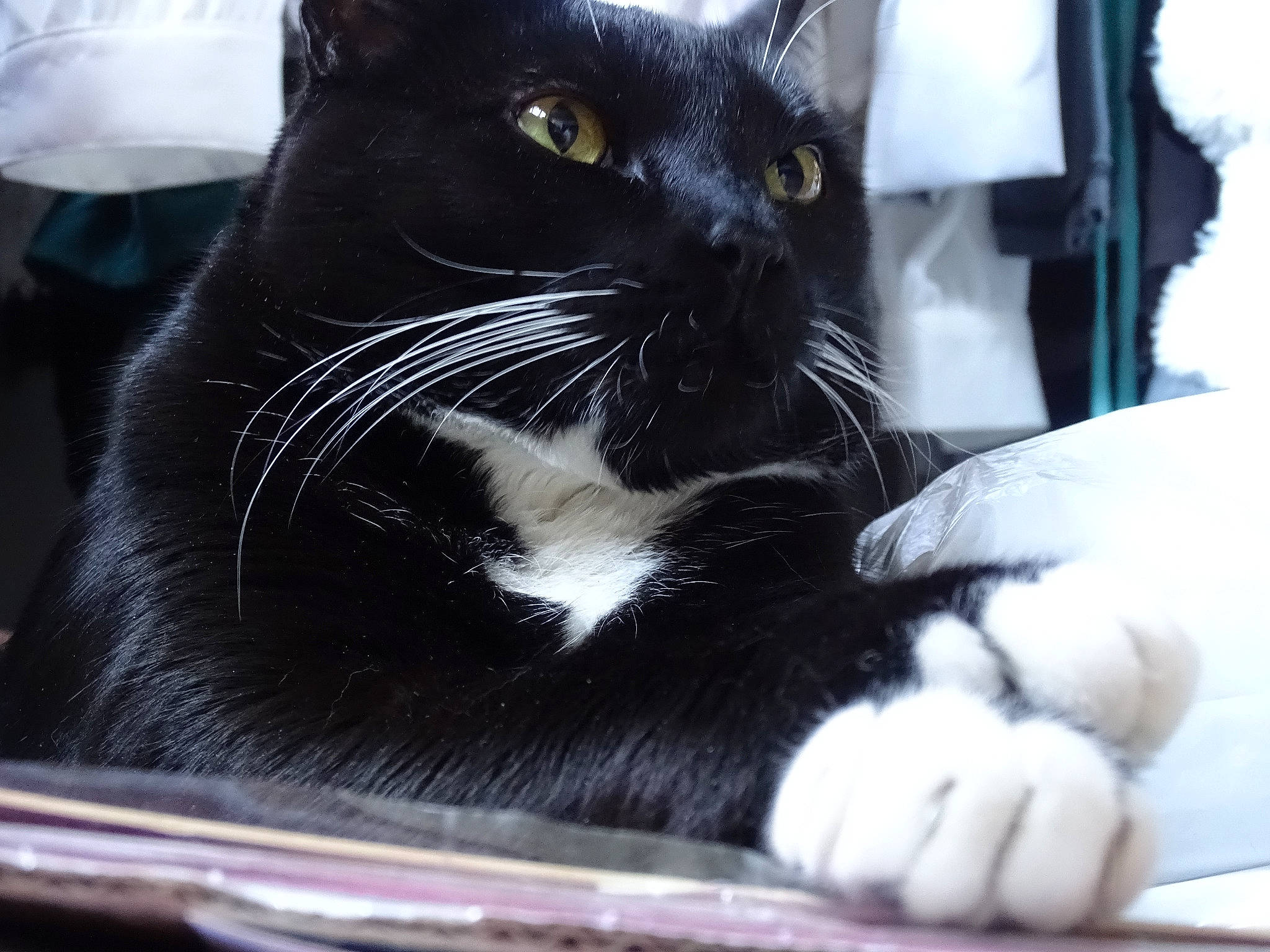 Ti-moon a rejoint le concours — aidez-le/la à gagner de superbes lots ! asian, black, black_and_white, black_cat, carnivore, cat, claw, domestic_short_haired_cat, ear, eye, felidae, fur, paw, polydactyl_cat, small_to_medium_sized_cats, snout, whiskers