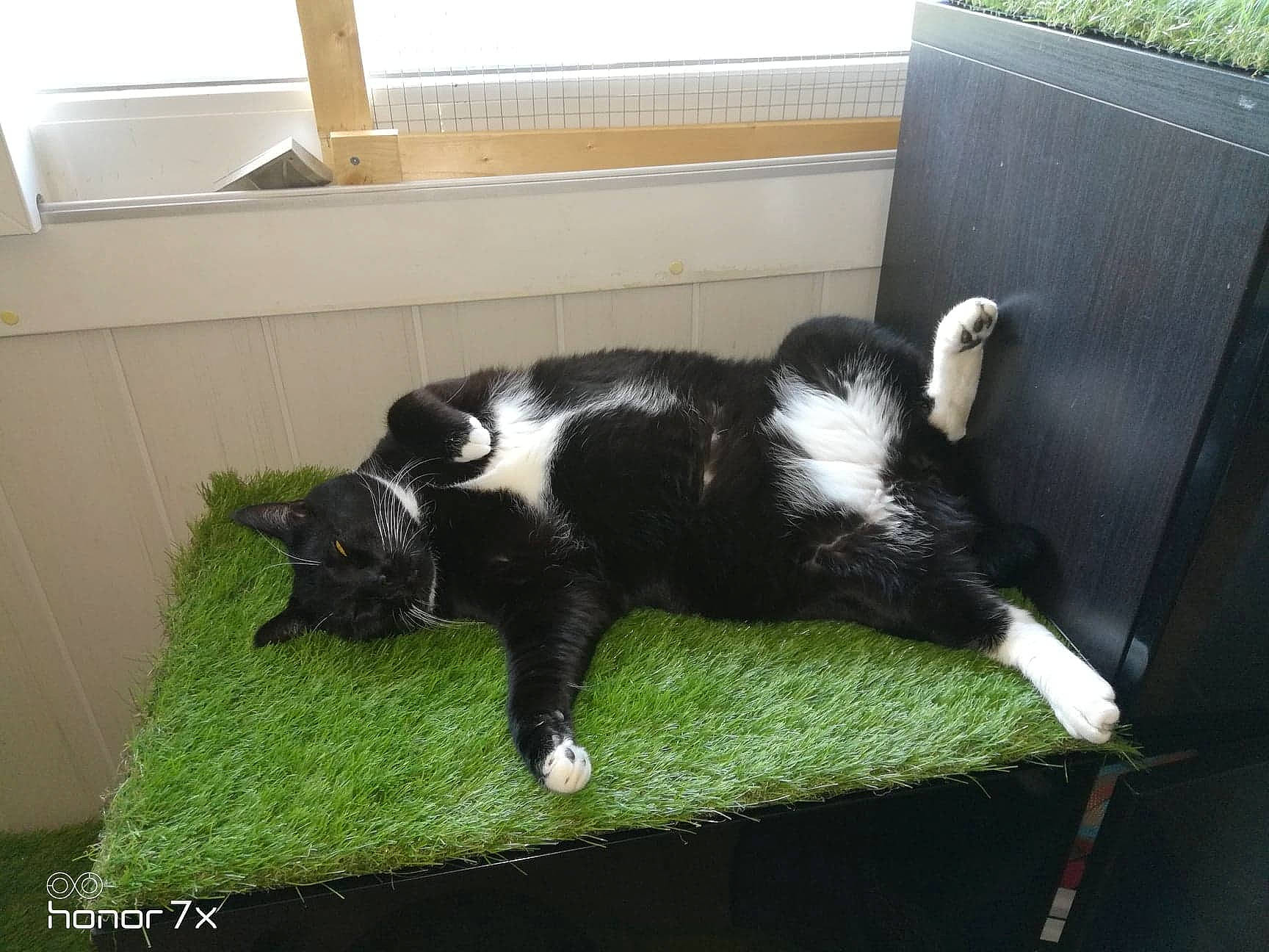 Ti-moon participe au concours pour gagner de l'argent avec cette photo : black_cat, canidae, carnivore, cat, felidae, fur, grass, plant, small_to_medium_sized_cats, tail, whiskers