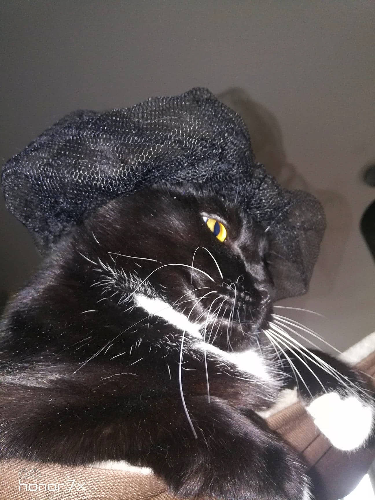 Ti-moon a rejoint le concours — aidez-le/la à gagner de superbes lots ! american_shorthair, black, black_and_white, black_cat, carnivore, cat, domestic_short_haired_cat, eye, felidae, fur, nose, small_to_medium_sized_cats, snout, whiskers