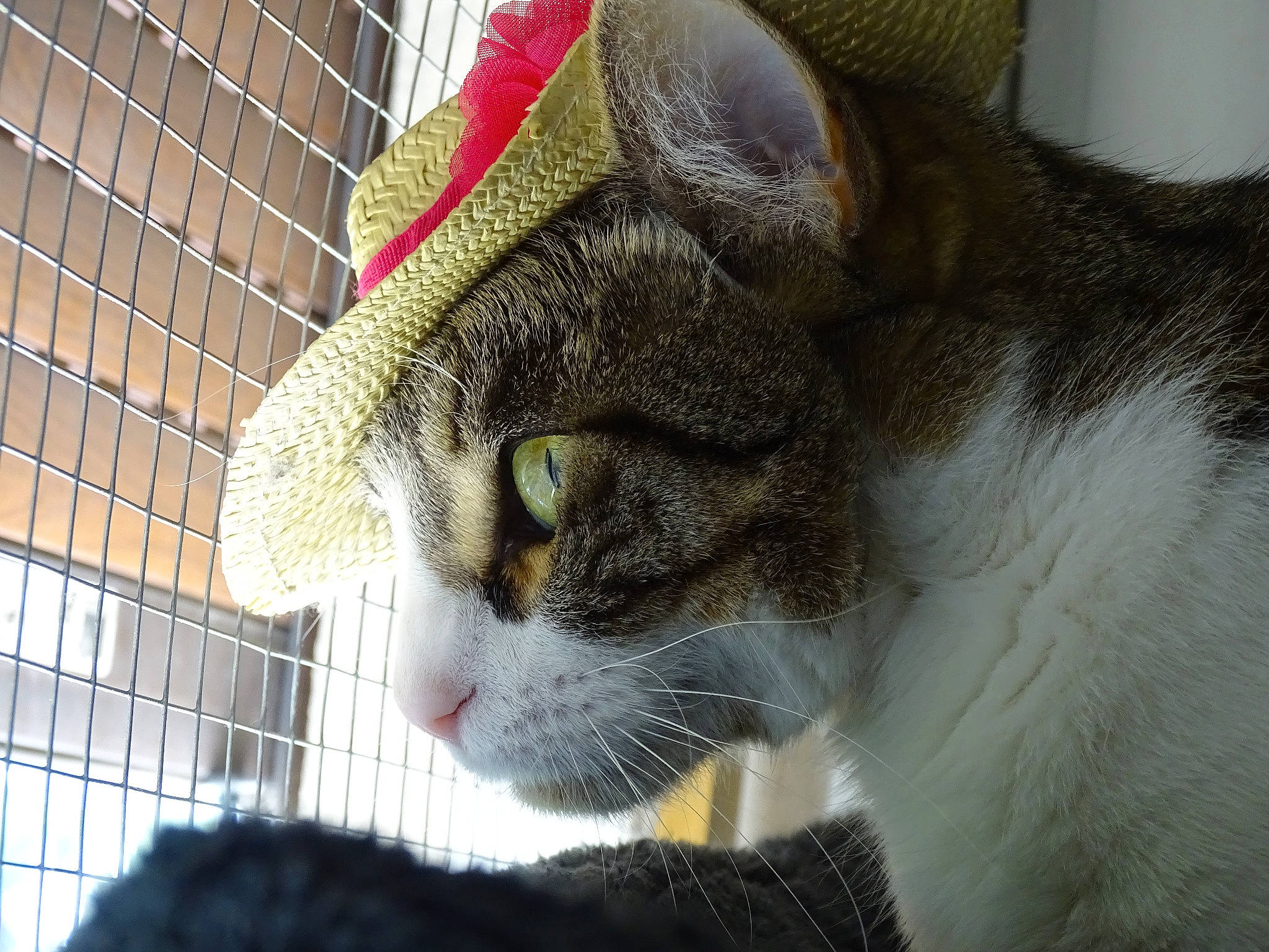 Mia a rejoint le concours — aidez-le/la à gagner de superbes lots ! aegean_cat, american_shorthair, american_wirehair, animal_shelter, asian, australian_mist, carnivore, cat, domestic_short_haired_cat, european_shorthair, felidae, fur, german_rex, mammal, polydactyl_cat, singapura, small_to_medium_sized_cats, snout, tabby_cat, whiskers