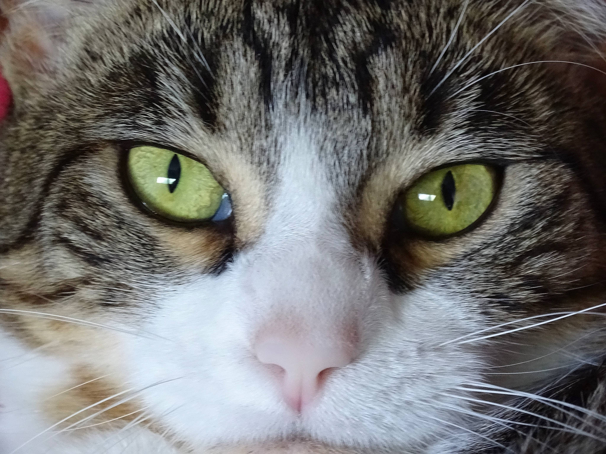 Mia a rejoint le concours — aidez-le/la à gagner de superbes lots ! aegean_cat, american_wirehair, carnivore, cat, close_up, domestic_short_haired_cat, european_shorthair, eye, face, felidae, fur, head, mammal, nose, organ, siberian, small_to_medium_sized_cats, snout, tabby_cat, whiskers