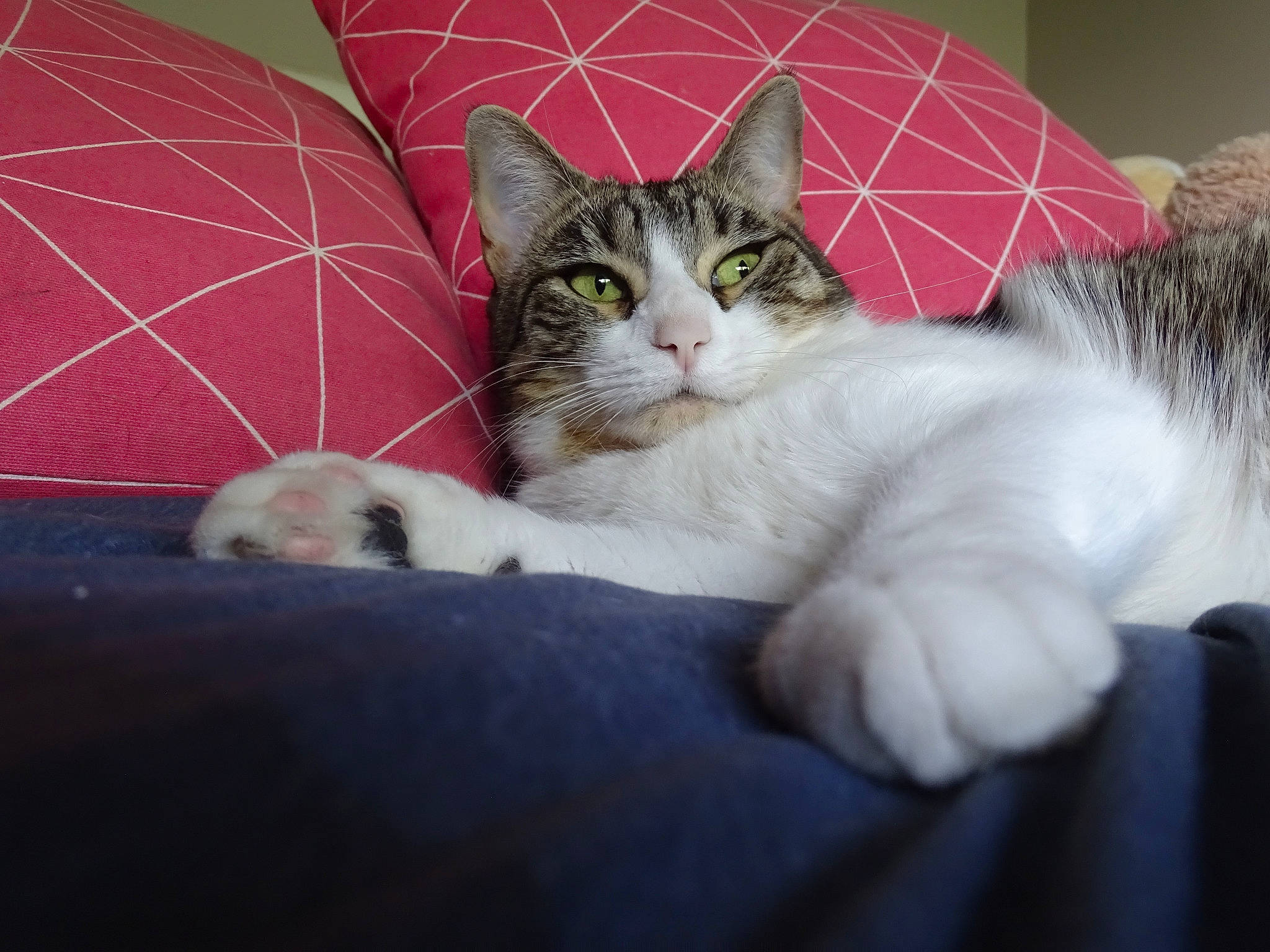 Mia participe au concours pour gagner de l'argent avec cette photo : aegean_cat, american_shorthair, american_wirehair, asian, carnivore, cat, domestic_short_haired_cat, ear, european_shorthair, felidae, fur, kitten, mammal, polydactyl_cat, small_to_medium_sized_cats, tabby_cat, turkish_angora, turkish_van, whiskers