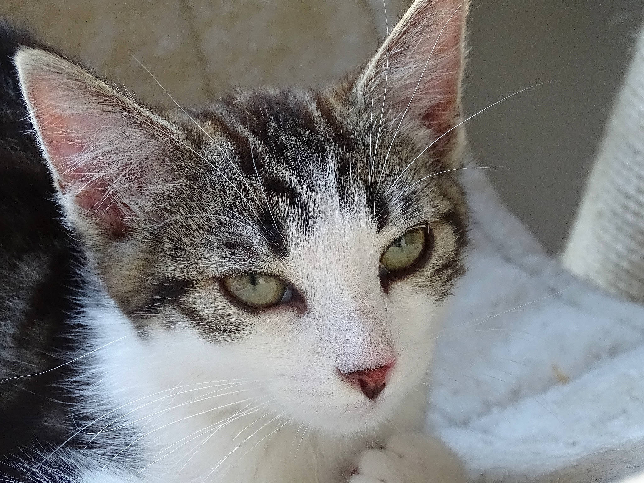 June a rejoint le concours — aidez-le/la à gagner de superbes lots ! aegean_cat, american_shorthair, american_wirehair, asian, carnivore, cat, domestic_short_haired_cat, dragon_li, ear, european_shorthair, eye, felidae, fur, kitten, mammal, small_to_medium_sized_cats, snout, tabby_cat, vertebrate, whiskers