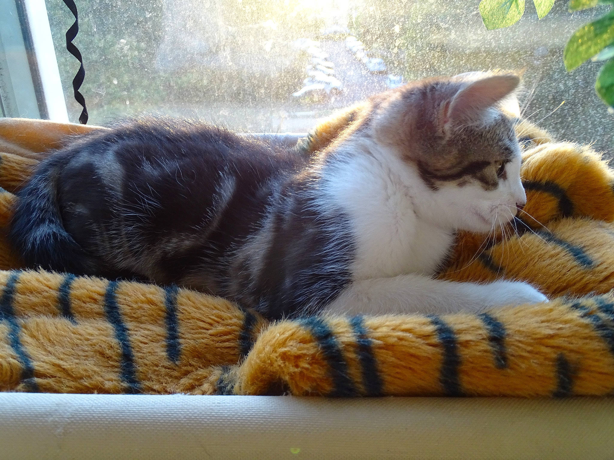 June a rejoint le concours — aidez-le/la à gagner de superbes lots ! aegean_cat, american_wirehair, asian, carnivore, cat, domestic_short_haired_cat, dragon_li, european_shorthair, felidae, fur, kitten, mammal, nap, paw, polydactyl_cat, sleep, small_to_medium_sized_cats, tabby_cat, tail, whiskers