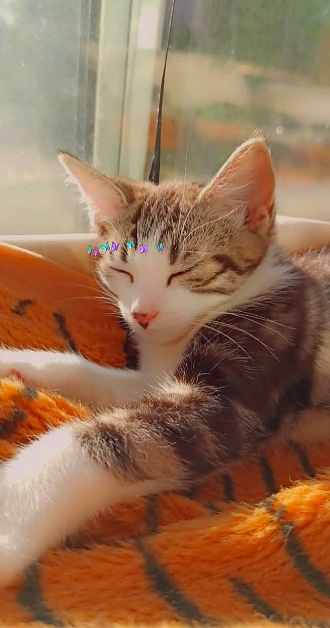 June a rejoint le concours — aidez-le/la à gagner de superbes lots ! aegean_cat, american_wirehair, arabian_mau, asian, carnivore, cat, domestic_short_haired_cat, dragon_li, european_shorthair, fawn, felidae, fur, kitten, mammal, ojos_azules, small_to_medium_sized_cats, snout, tabby_cat, tail, whiskers