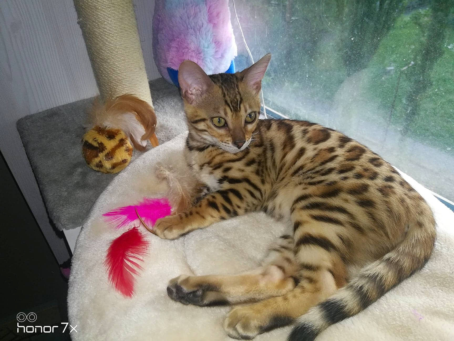 Rahiana participe au concours pour gagner de l'argent avec cette photo : arabian_mau, asian, australian_mist, bengal, california_spangled, carnivore, cat, domestic_short_haired_cat, dragon_li, european_shorthair, felidae, kitten, mammal, ocicat, small_to_medium_sized_cats, sokoke, tabby_cat, toyger, vertebrate, whiskers