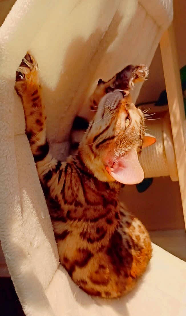 Rahiana participe au concours pour gagner de l'argent avec cette photo : american_shorthair, bengal, carnivore, cat, felidae, ocicat, small_to_medium_sized_cats, sokoke