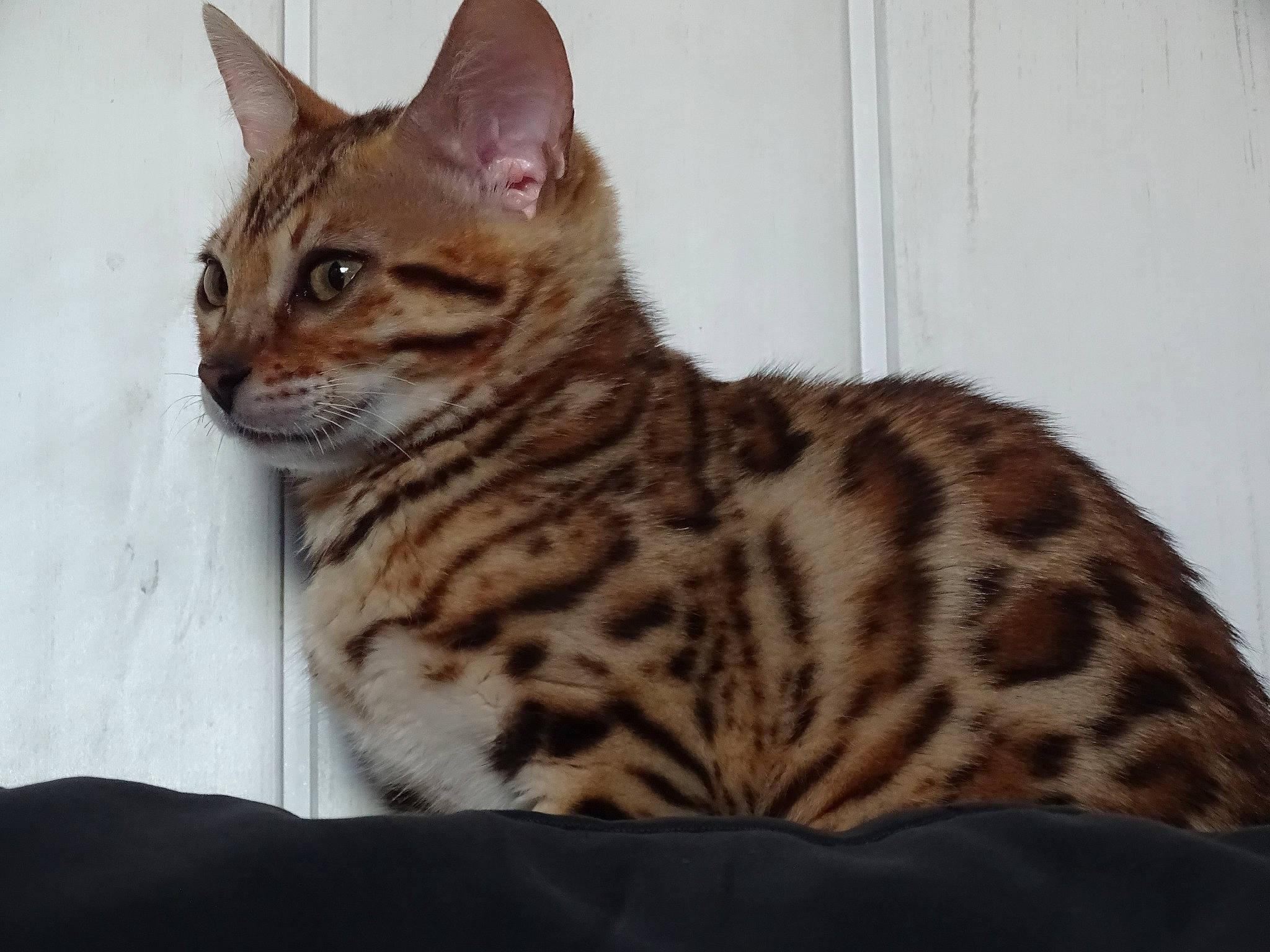 Rahiana participe au concours pour gagner de l'argent avec cette photo : arabian_mau, asian, australian_mist, bengal, california_spangled, carnivore, cat, dragon_li, egyptian_mau, european_shorthair, felidae, mammal, ocicat, savannah, small_to_medium_sized_cats, sokoke, tabby_cat, toyger, vertebrate, whiskers