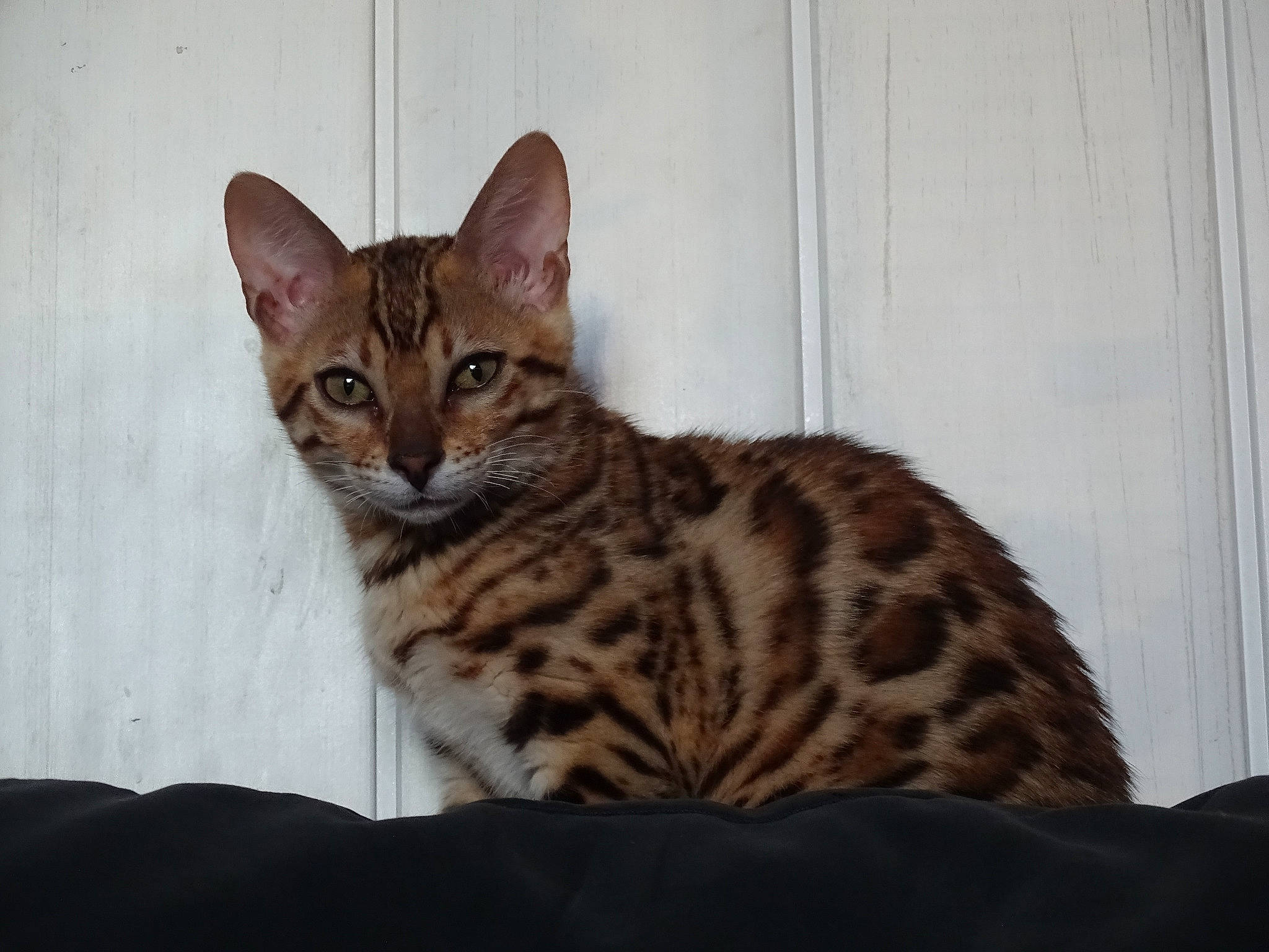 Rahiana participe au concours pour gagner de l'argent avec cette photo : arabian_mau, asian, bengal, california_spangled, carnivore, cat, dragon_li, egyptian_mau, european_shorthair, felidae, kitten, mammal, ocicat, savannah, small_to_medium_sized_cats, sokoke, tabby_cat, toyger, vertebrate, whiskers