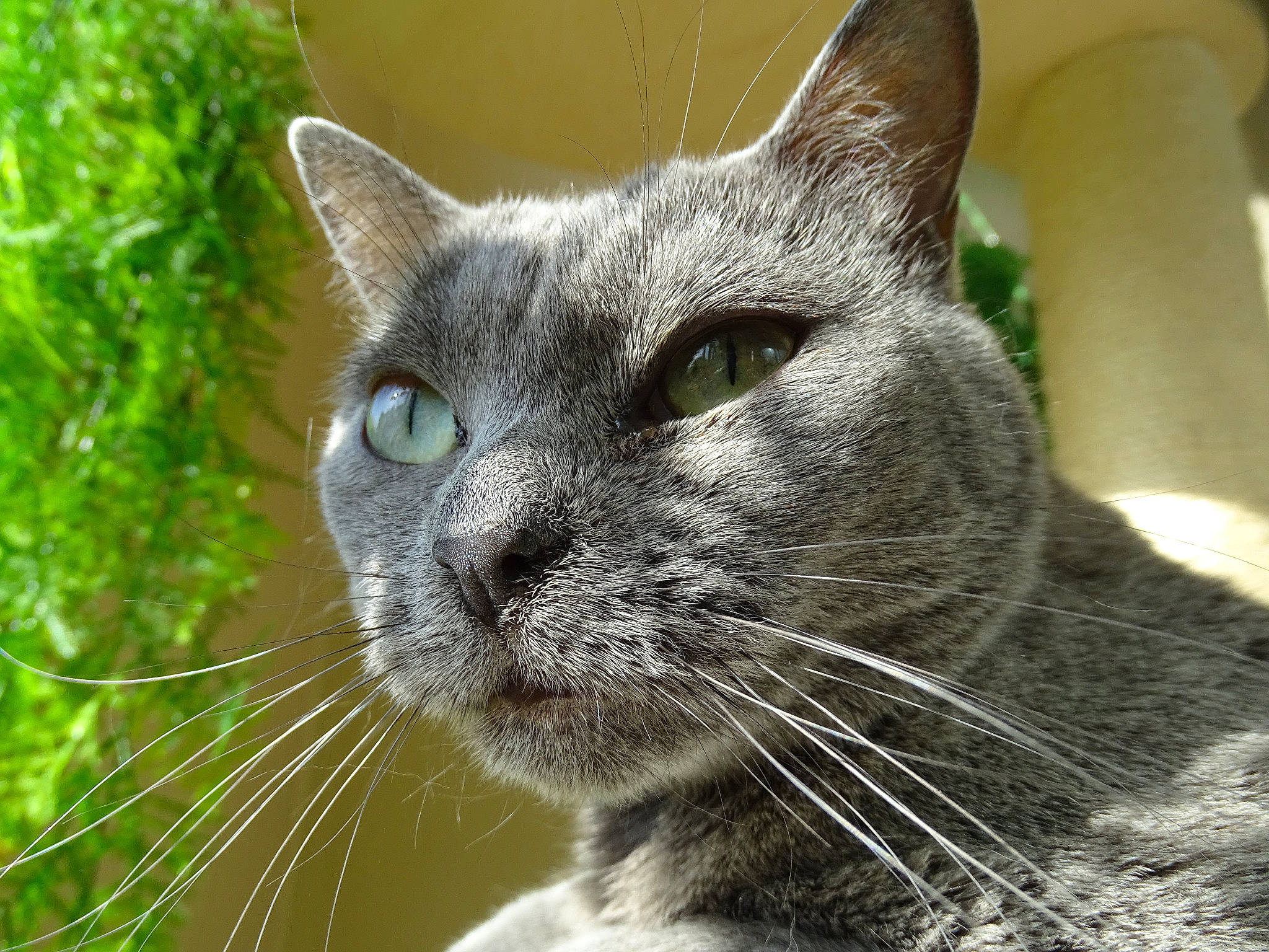 Miss Broo participe au concours pour gagner de l'argent avec cette photo : asian, british_shorthair, burmese, carnivore, cat, chartreux, close_up, domestic_short_haired_cat, european_shorthair, eye, felidae, grass, mammal, nose, ojos_azules, small_to_medium_sized_cats, snout, tabby_cat, vertebrate, whiskers