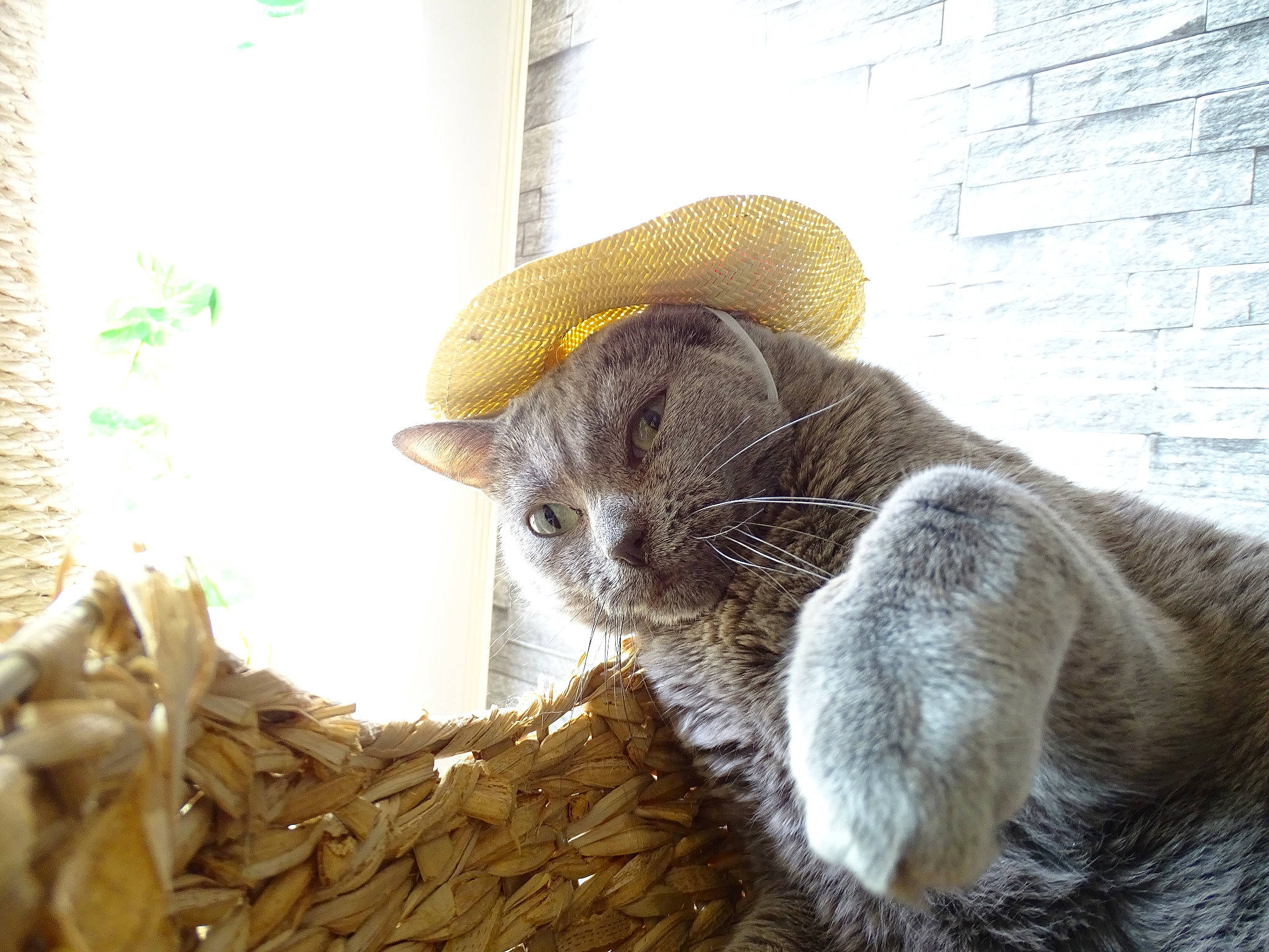 Miss Broo a rejoint le concours — aidez-le/la à gagner de superbes lots ! british_shorthair, carnivore, cat, domestic_short_haired_cat, european_shorthair, felidae, fur, hat, kitten, small_to_medium_sized_cats, whiskers