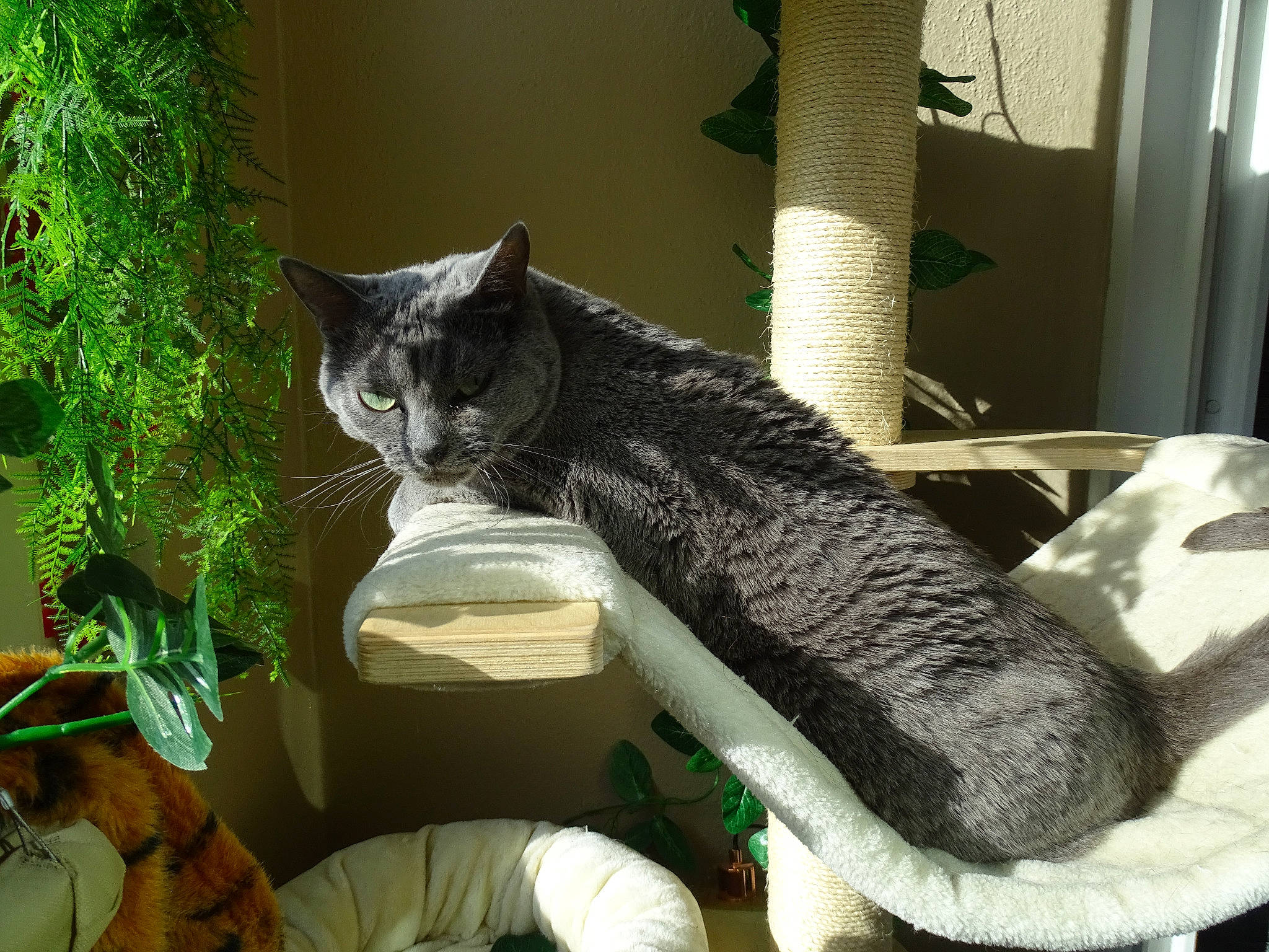 Miss Broo a rejoint le concours — aidez-le/la à gagner de superbes lots ! asian, carnivore, cat, domestic_short_haired_cat, dragon_li, european_shorthair, felidae, fur, green, small_to_medium_sized_cats, tabby_cat, tail, whiskers, window