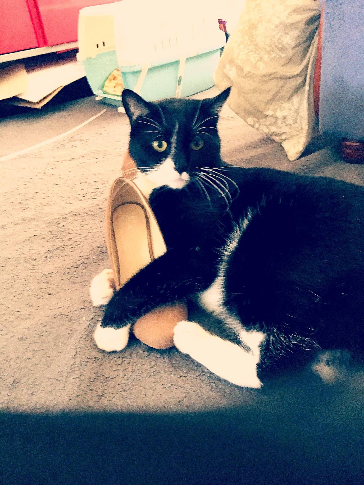 Gaspard a rejoint le concours — aidez-le/la à gagner de superbes lots ! carnivore, cat, domestic_short_haired_cat, felidae, fur, paw, pet_supply, small_to_medium_sized_cats, tail, vertebrate, whiskers