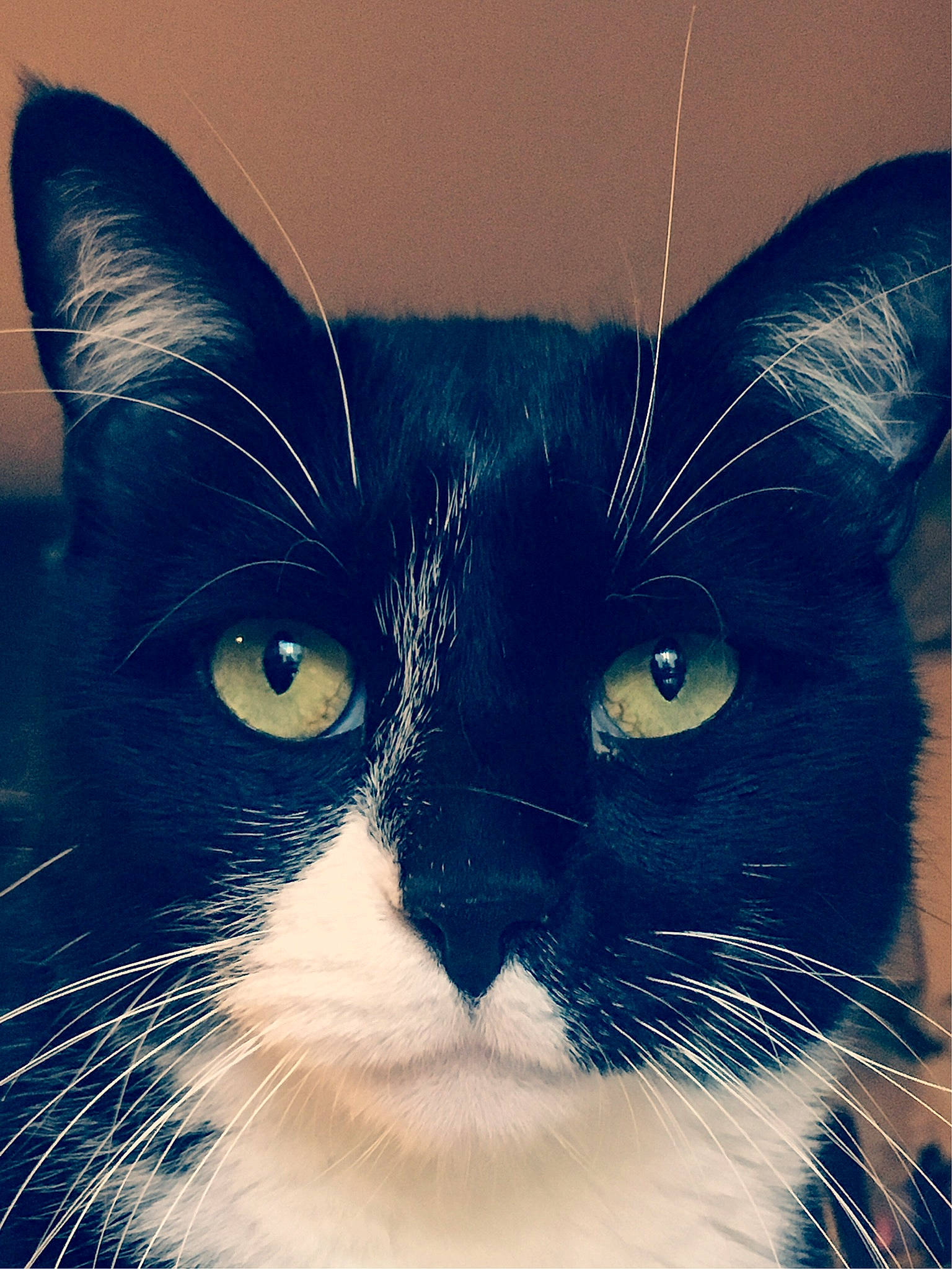 Gaspard a rejoint le concours — aidez-le/la à gagner de superbes lots ! black, carnivore, cat, felidae, fur, iris, small_to_medium_sized_cats, snout, vertebrate, whiskers