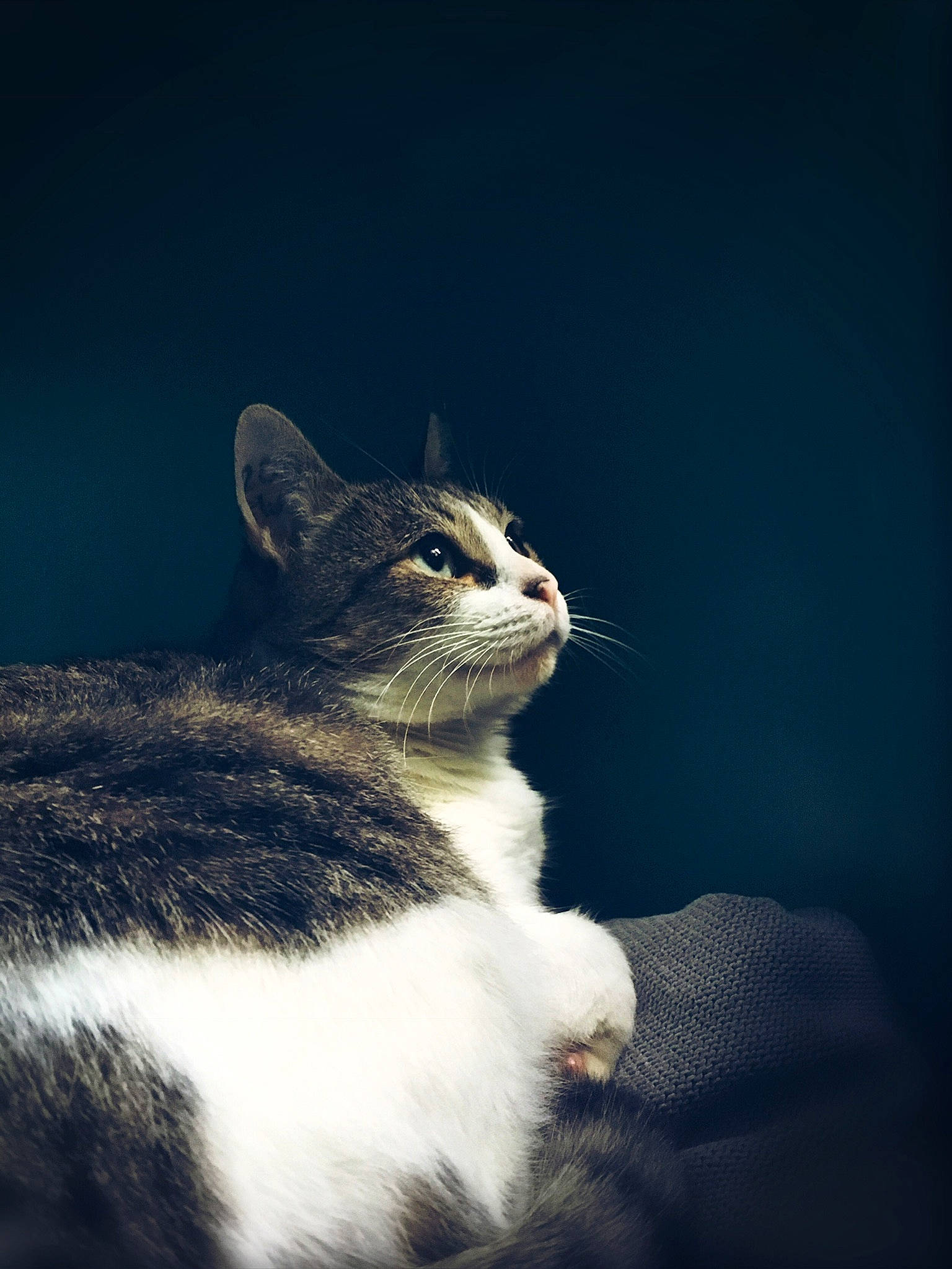 T-rex participe au concours pour gagner de l'argent avec cette photo : carnivore, cat, domestic_short_haired_cat, felidae, fur, small_to_medium_sized_cats, snout, tail, terrestrial_animal, whiskers