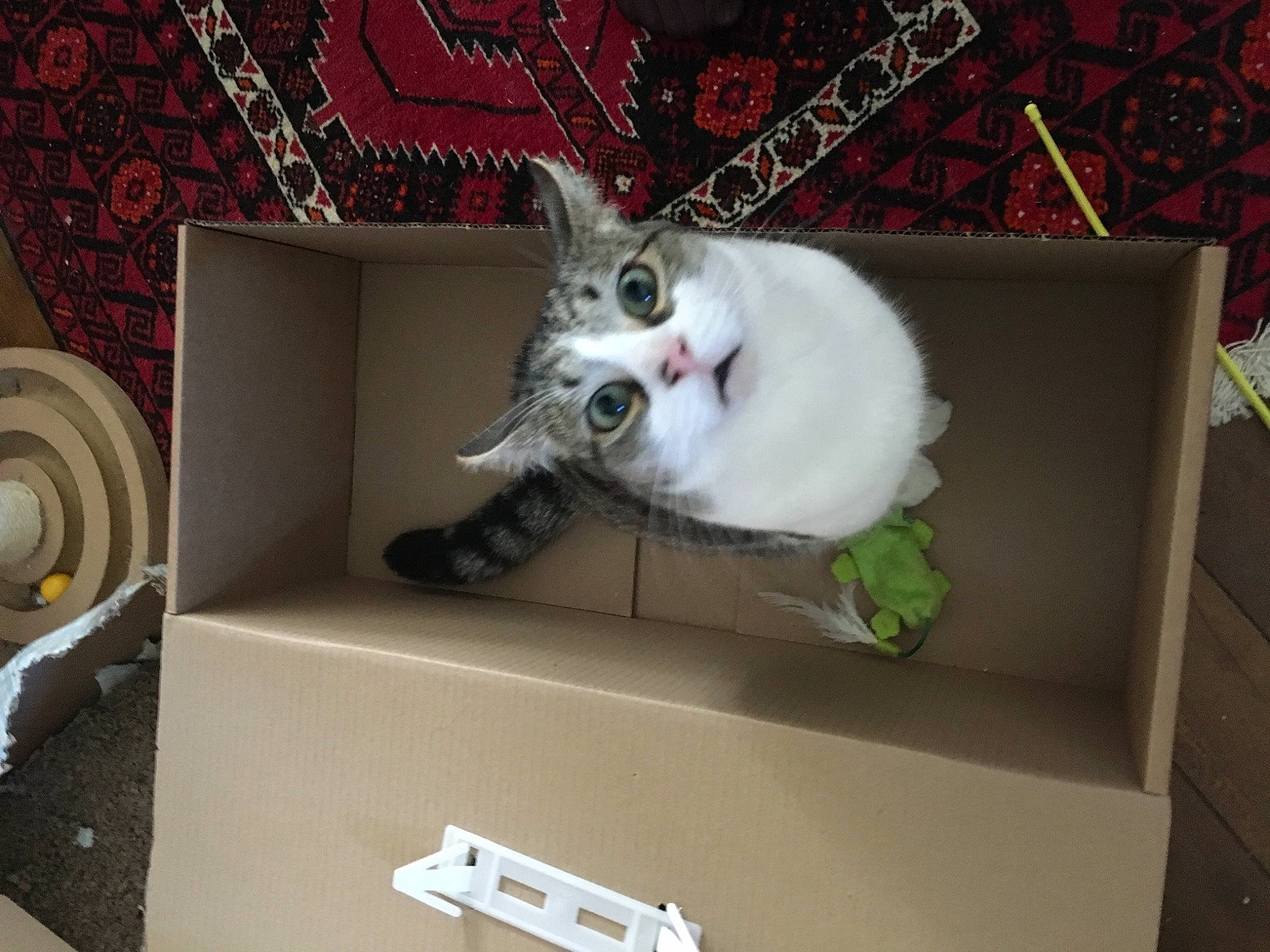 T-rex participe au concours pour gagner de l'argent avec cette photo : box, cardboard, carnivore, carton, cat, felidae, fur, packaging_and_labeling, shipping_box, small_to_medium_sized_cats, vertebrate, whiskers