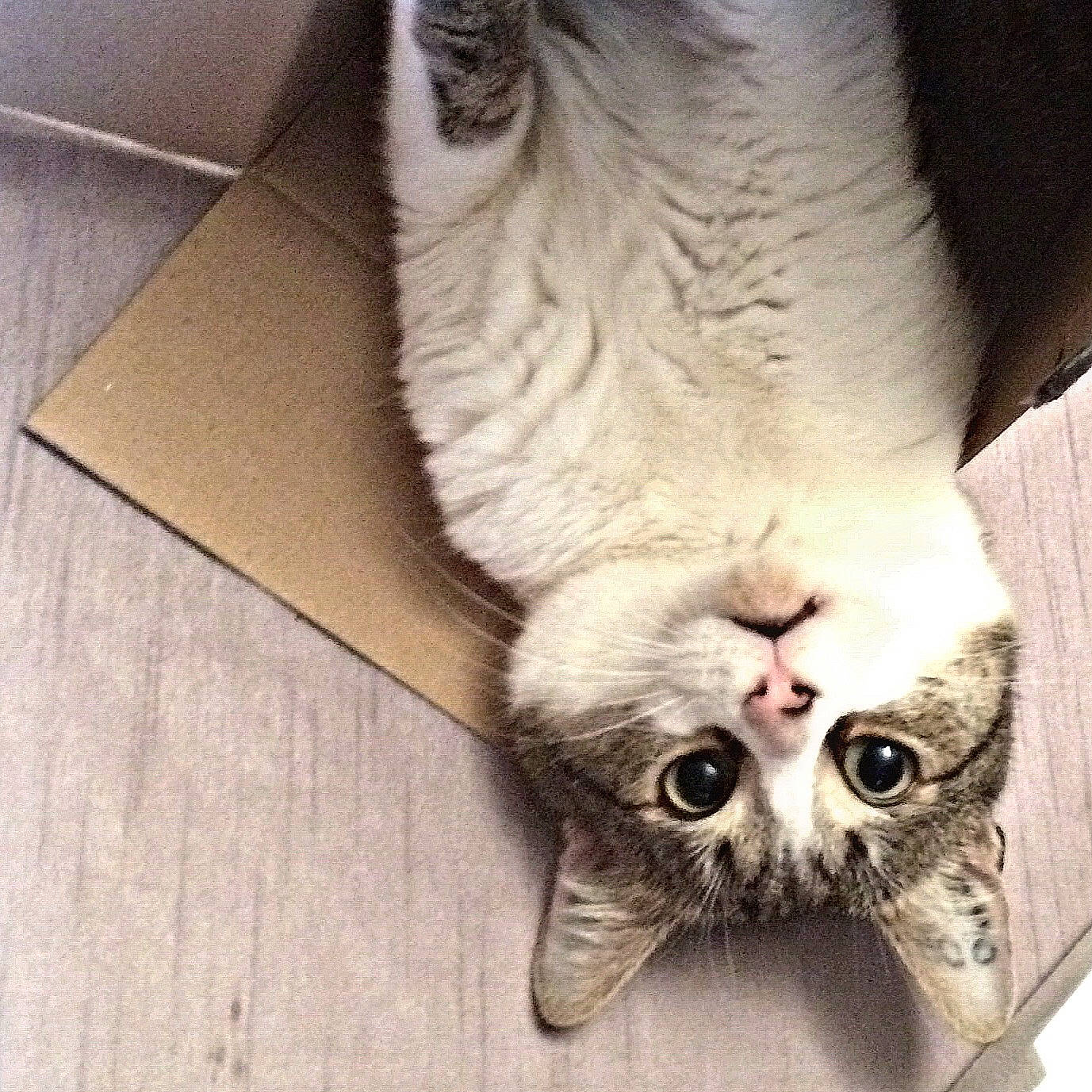 T-rex participe au concours pour gagner de l'argent avec cette photo : carnivore, cat, collar, domestic_short_haired_cat, felidae, fur, grey, home_accessories, small_to_medium_sized_cats, snout, vertebrate, whiskers