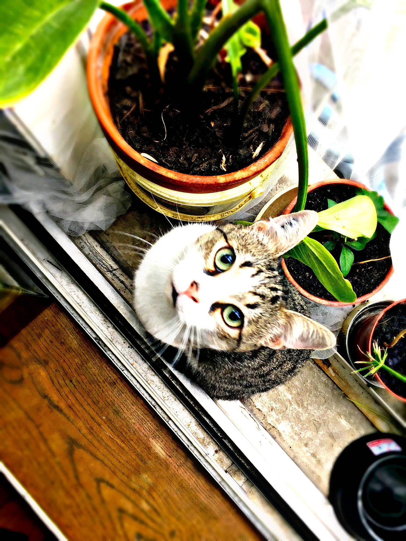 T-rex a rejoint le concours — aidez-le/la à gagner de superbes lots ! carnivore, cat, compost, domestic_short_haired_cat, felidae, flowerpot, herb, houseplant, interior_design, leaf, plant_stem, pottery, small_to_medium_sized_cats, terrestrial_plant, whiskers, wood_stain