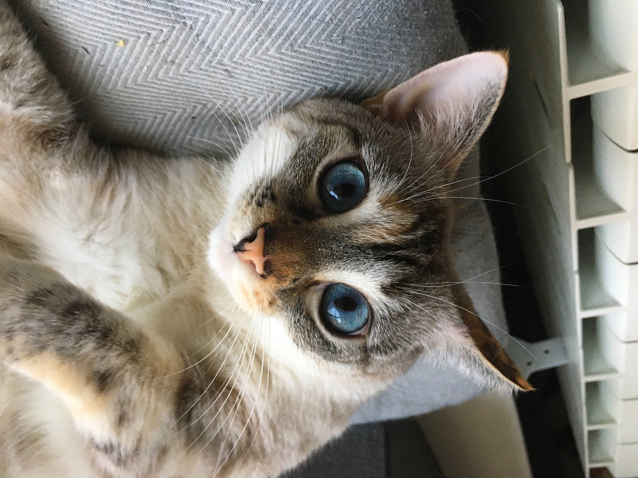 Everest a rejoint le concours — aidez-le/la à gagner de superbes lots ! carnivore, cat, close_up, curious, domestic_short_haired_cat, felidae, fur, iris, pet_supply, small_to_medium_sized_cats, snout, synthetic_rubber, vertebrate, whiskers