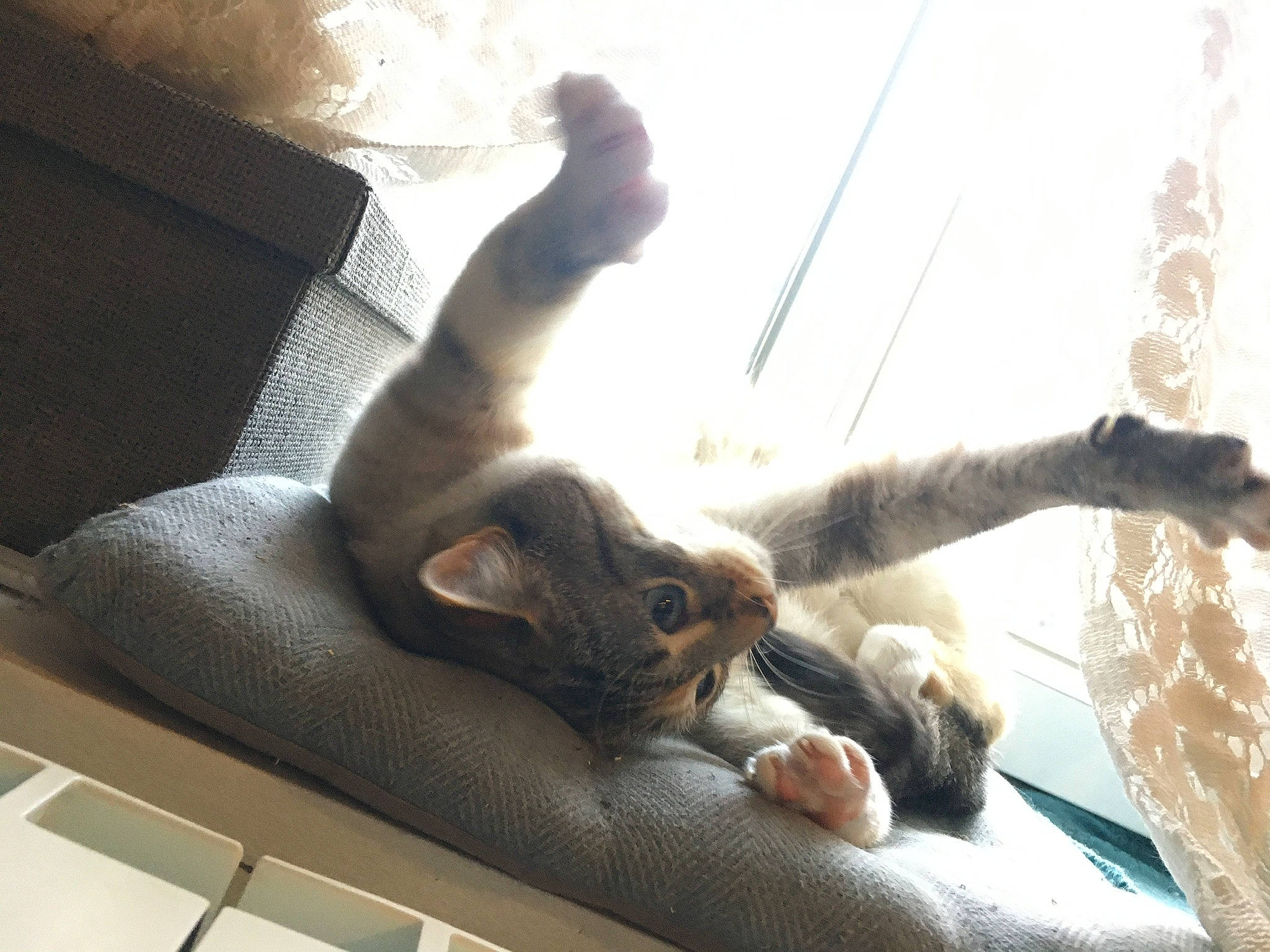 Everest a rejoint le concours — aidez-le/la à gagner de superbes lots ! carnivore, cat, claw, comfort, couch, domestic_short_haired_cat, felidae, foot, fur, kitten, paw, small_to_medium_sized_cats, snout, tail, toe, vertebrate, whiskers