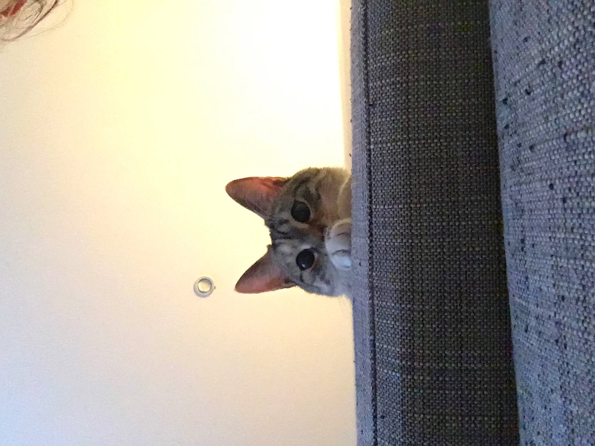 Everest a rejoint le concours — aidez-le/la à gagner de superbes lots ! carnivore, cat, creative_arts, domestic_short_haired_cat, felidae, kitten, mesh, small_to_medium_sized_cats, snout, terrestrial_animal, whiskers, woven_fabric