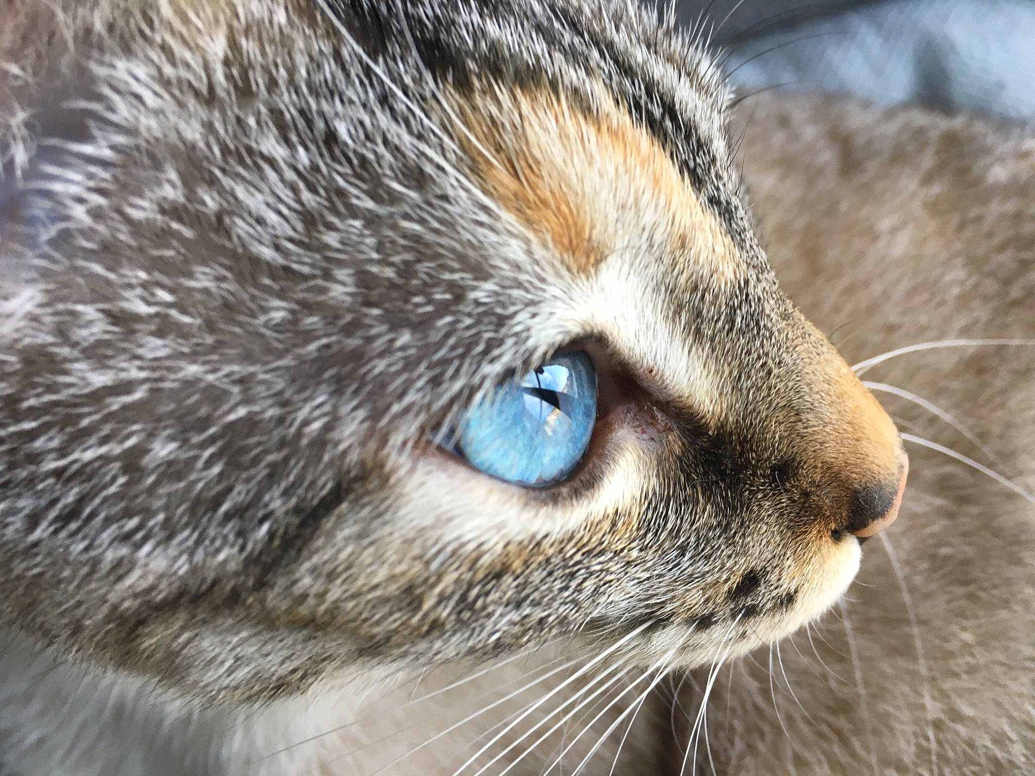 Everest a rejoint le concours — aidez-le/la à gagner de superbes lots ! brown, carnivore, cat, close_up, domestic_short_haired_cat, fawn, felidae, fur, iris, photography, small_to_medium_sized_cats, snout, terrestrial_animal, vertebrate, whiskers, wildlife