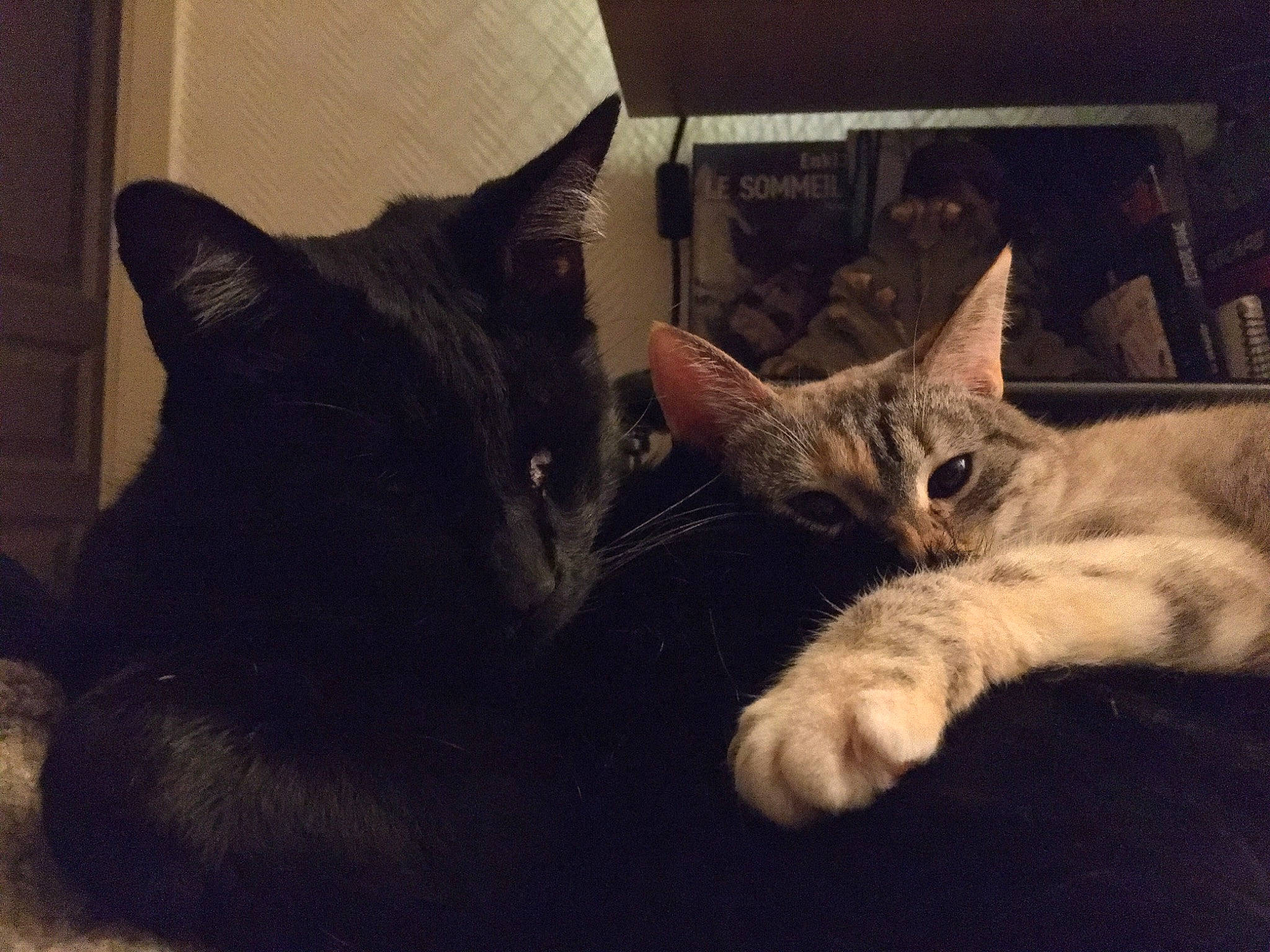 Angel a rejoint le concours — aidez-le/la à gagner de superbes lots ! black_cat, box, cardboard, carnivore, carton, cat, comfort, domestic_short_haired_cat, felidae, fur, packaging_and_labeling, pet_supply, shipping_box, small_to_medium_sized_cats, snout, vertebrate, whiskers