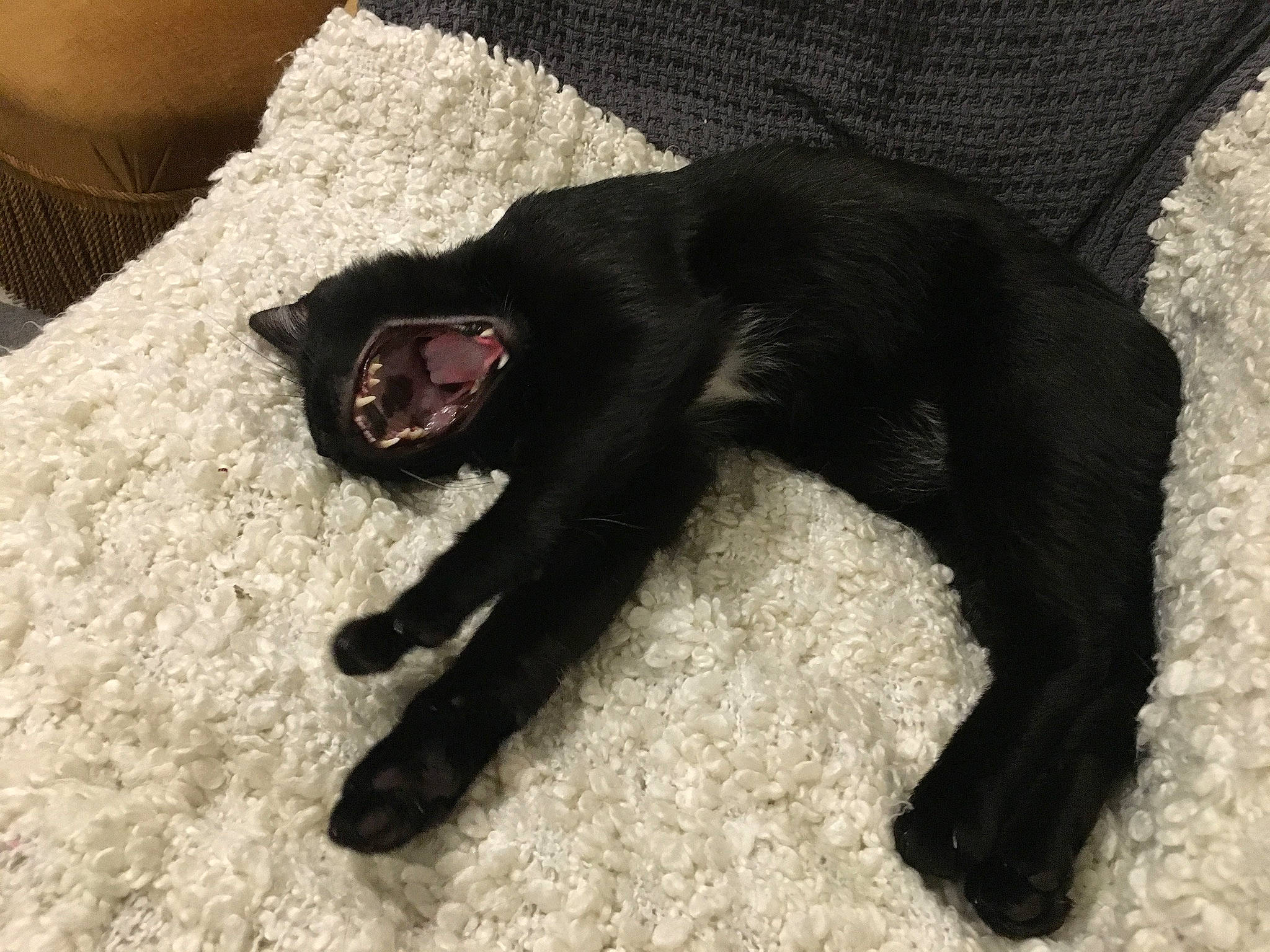 Angel participe au concours pour gagner de l'argent avec cette photo : black, black_cat, carnivore, cat, claw, fang, felidae, fur, natural_material, paw, small_to_medium_sized_cats, snout, tail, terrestrial_animal, tongue, tooth, yawn