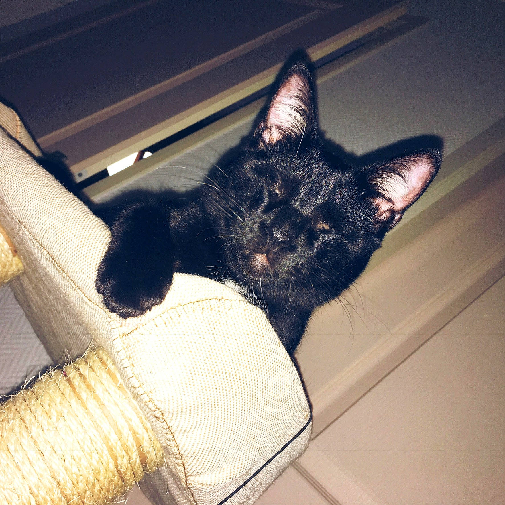 Angel a rejoint le concours — aidez-le/la à gagner de superbes lots ! black_cat, carnivore, cat, comfort, felidae, fur, small_to_medium_sized_cats, snout, tail, whiskers