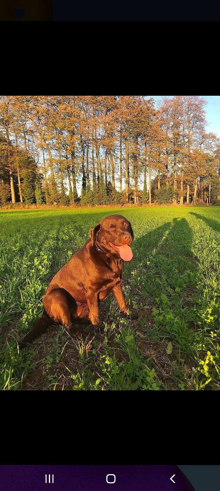 Prada a rejoint le concours — aidez-le/la à gagner de superbes lots ! autumn, canidae, carnivore, collar, companion_dog, dog, dog_breed, dog_collar, field, gun_dog, hunting_dog, liver, mammal, pasture, pointing_breed, prairie, sporting_group, sunlight, working_animal, working_dog