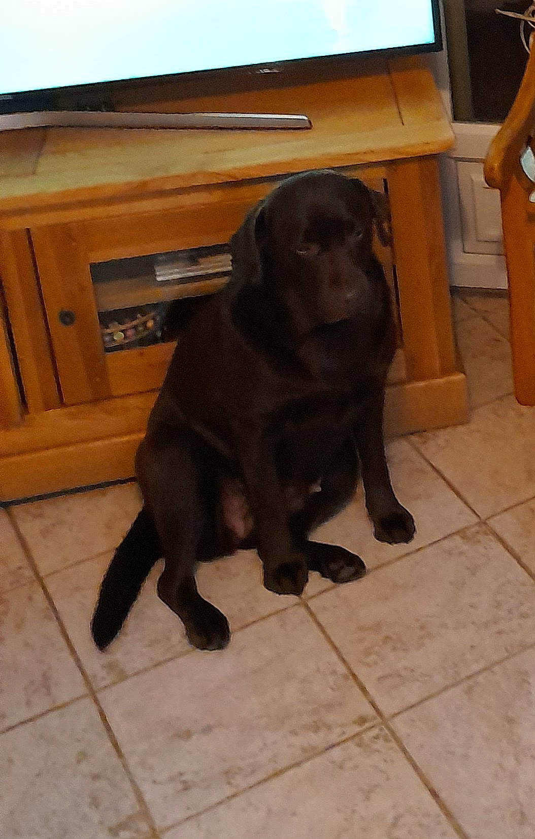 Prada a rejoint le concours — aidez-le/la à gagner de superbes lots ! canidae, carnivore, companion_dog, dog, dog_breed, floor, flooring, gun_dog, hardwood, labrador_retriever, liver, plywood, retriever, snout, sporting_group, tile, varnish, wood, wood_stain, working_animal