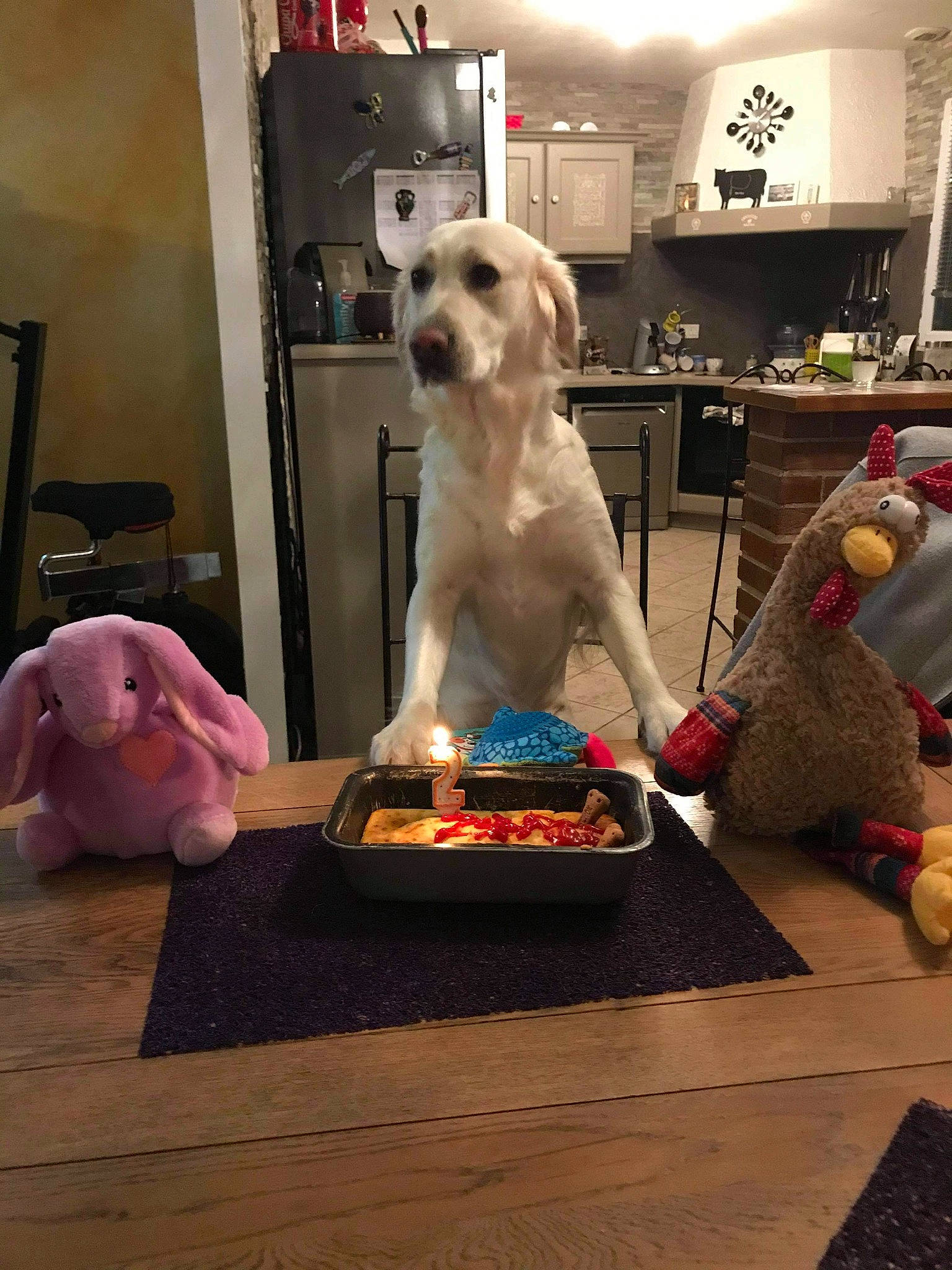 Zara participe au concours pour gagner de l'argent avec cette photo : baked_goods, cake, canidae, carnivore, companion_dog, dessert, dog, dog_breed, dog_supply, home_accessories, interior_design, lamp, pet_supply, picture_frame, plate, plush, sporting_group, stuffed_toy, teddy_bear, toy