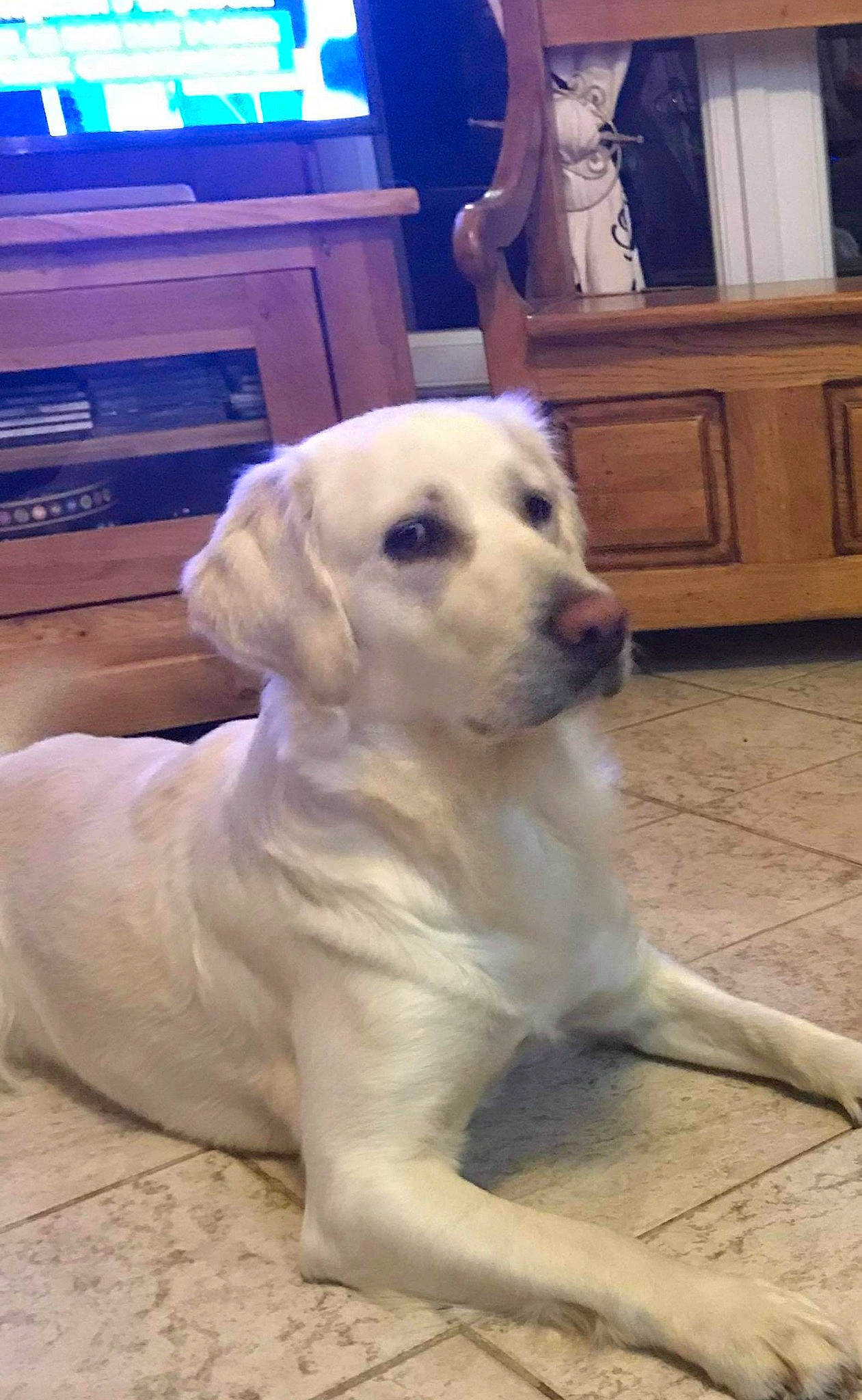 Zara participe au concours pour gagner de l'argent avec cette photo : cabinetry, canidae, carnivore, chest_of_drawers, collar, companion_dog, cupboard, dog, dog_breed, drawer, fawn, floor, flooring, mammal, pet_supply, retriever, snout, sporting_group, wood_stain, working_animal