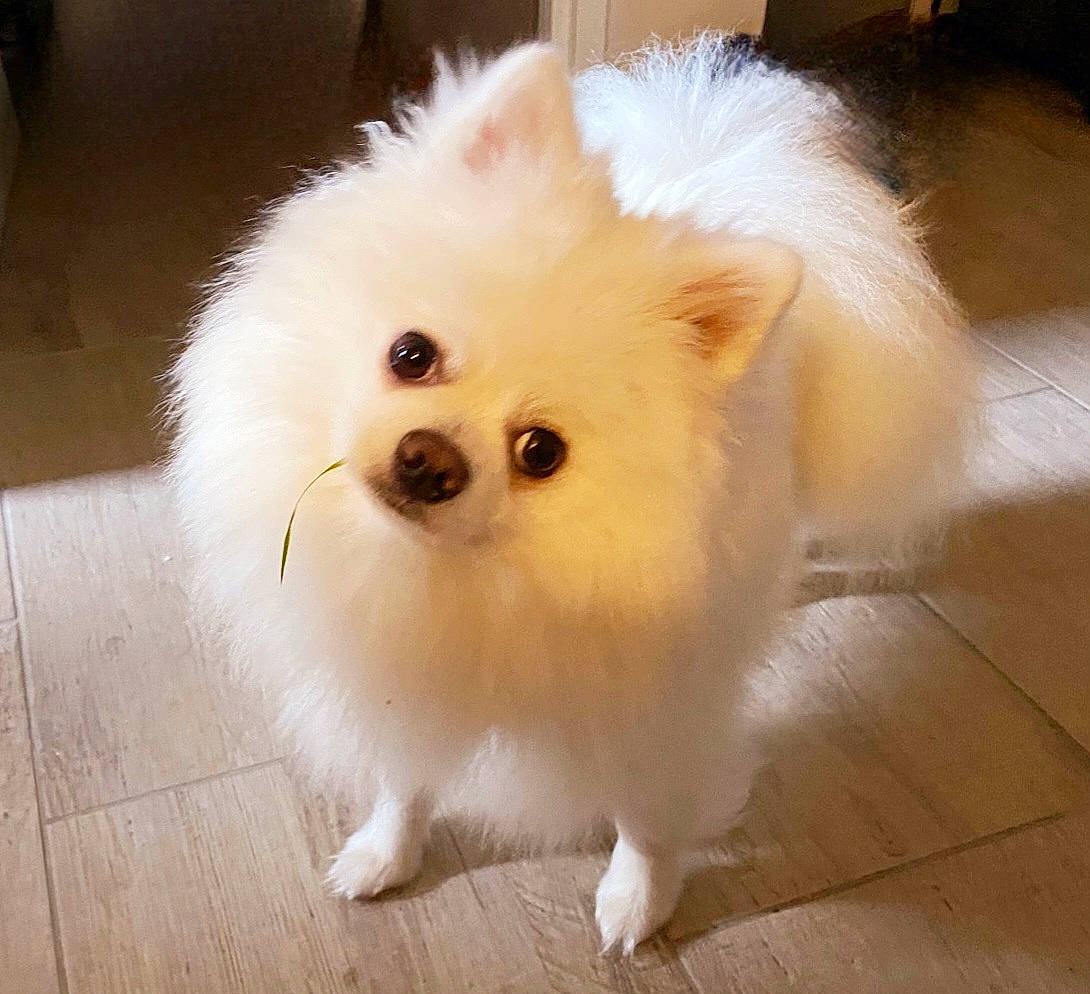 Tesla a rejoint le concours — aidez-le/la à gagner de superbes lots ! ancient_dog_breeds, carnivore, companion_dog, dog, dog_breed, ear, fawn, flooring, fur, german_spitz, hardwood, non_sporting_group, samoyed, snout, spitz, toy_dog, volpino_italiano, whiskers, wood, working_animal