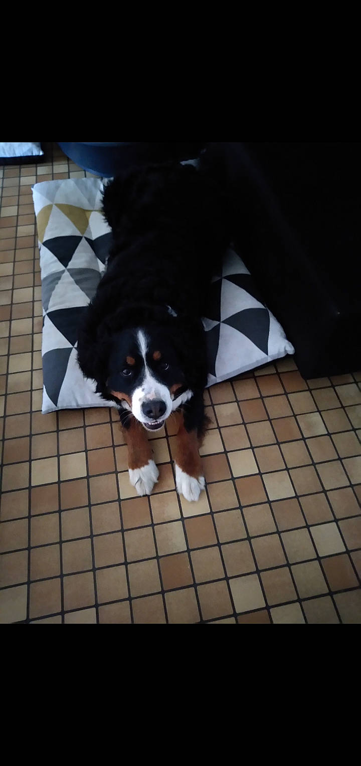 Métyss a rejoint le concours — aidez-le/la à gagner de superbes lots ! appenzeller_sennenhund, australian_shepherd, bernese_mountain_dog, border_collie, canidae, carnivore, companion_dog, dog, dog_breed, herding_dog, mammal, puppy, snout, sporting_group, vertebrate, working_dog