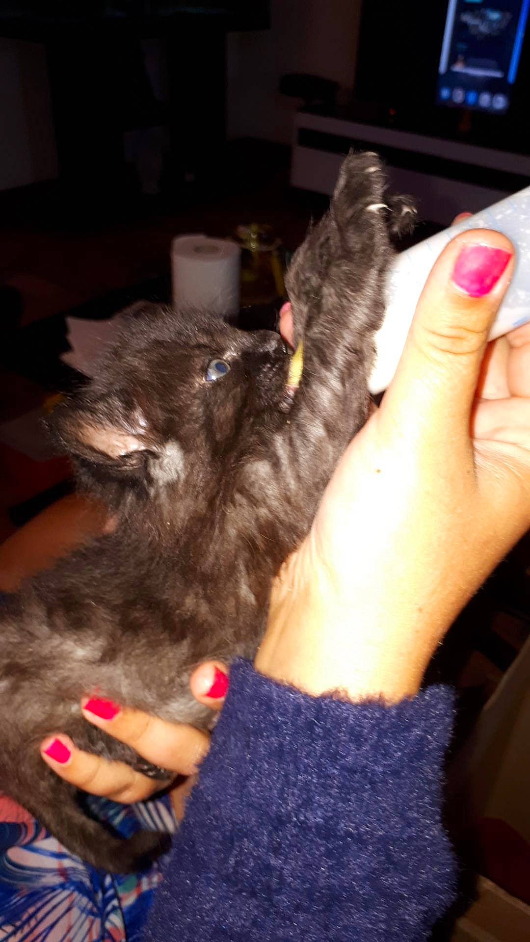 Clyde participe au concours pour gagner de l'argent avec cette photo : black_cat, carnivore, cat, claw, dog_breed, domestic_short_haired_cat, felidae, finger, flesh, fur, gesture, human_leg, lap, nail, paw, small_to_medium_sized_cats, tail, thumb, whiskers, wrist