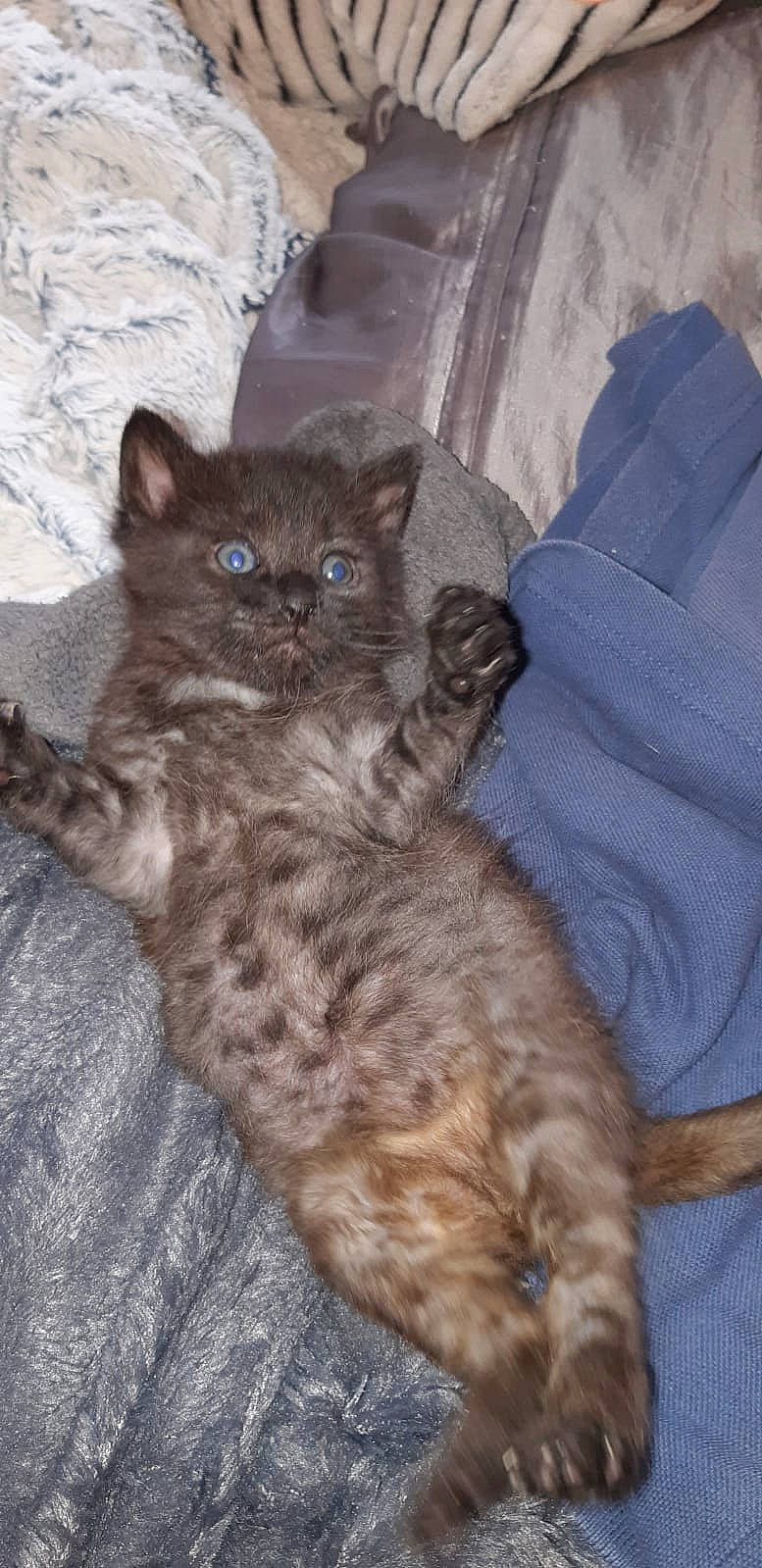 Clyde participe au concours pour gagner de l'argent avec cette photo : british_longhair, carnivore, cat, claw, comfort, domestic_short_haired_cat, fawn, felidae, fur, grey, mammal, paw, sitting, small_to_medium_sized_cats, snout, tail, terrestrial_animal, whiskers