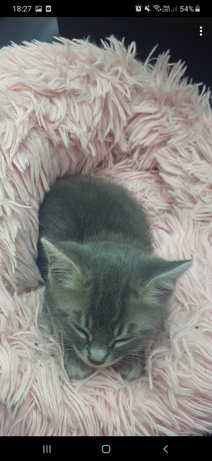 Selfy a rejoint le concours — aidez-le/la à gagner de superbes lots ! carnivore, cat, cat_bed, cat_supply, comfort, conifer, domestic_short_haired_cat, ear, felidae, fur, grey, iris, linens, nap, sleep, small_to_medium_sized_cats, snout, tail, whiskers, window