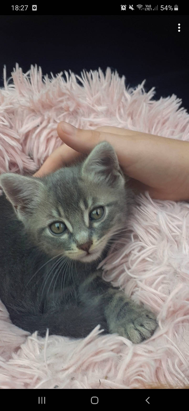 Selfy participe au concours pour gagner de l'argent avec cette photo : art, carnivore, cat, cat_bed, cat_supply, comfort, domestic_short_haired_cat, felidae, fur, grey, iris, paw, photo_caption, small_to_medium_sized_cats, snout, tail, whiskers, window