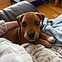 puppy, dog, brown_dog, pet, blanket, indoor, cozy, cute, animal, fur, face, ears, nose, paws, wooden_floor, playpen, resting, looking_at_camera, soft_texture, domestic