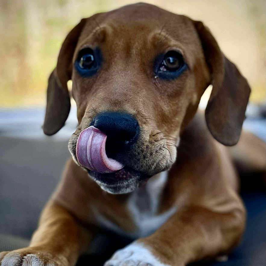 Murphy is registered to the contest to win money with this photo: animal, blurred_background, brown_fur, close_up, cute, dog, face, licking, nose, outdoor, paw, pet, puppy, resting, small_flower, soft_light, tongue_out, white_chest, white_paw, young_dog