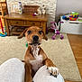 puppy, dog, pet, brown, white_spots, knees, carpet, wooden_table, toys, living_room, floor, indoor, cute, curious, looking_up, paws, person, white_pants, home, cozy