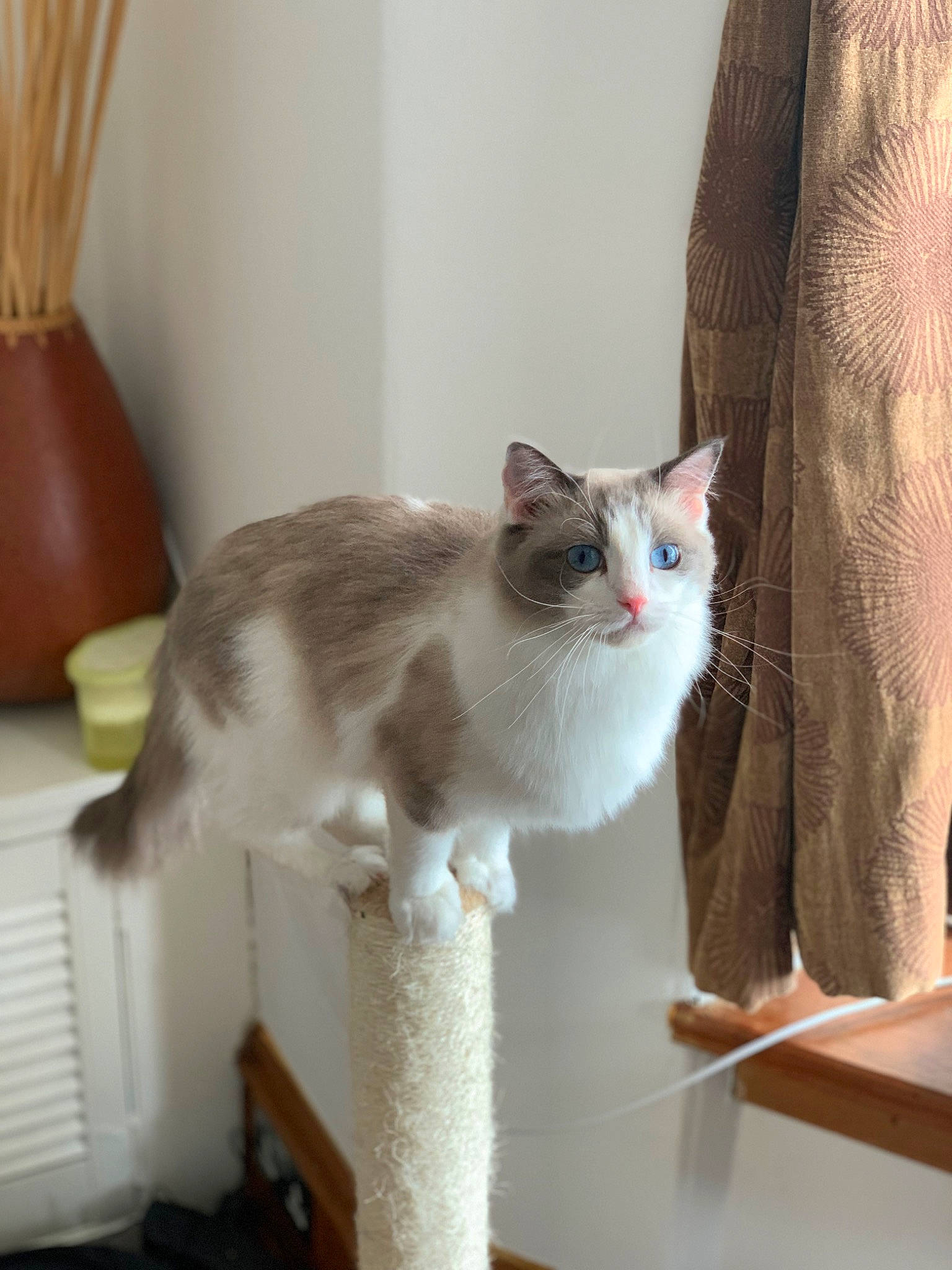 Lizzie joined the competition — help win amazing prizes! carnivore, cat, chair, comfort, domestic_short_haired_cat, fawn, felidae, flooring, fur, hardwood, paw, plant, room, sitting, small_to_medium_sized_cats, table, tail, whiskers, window, wood